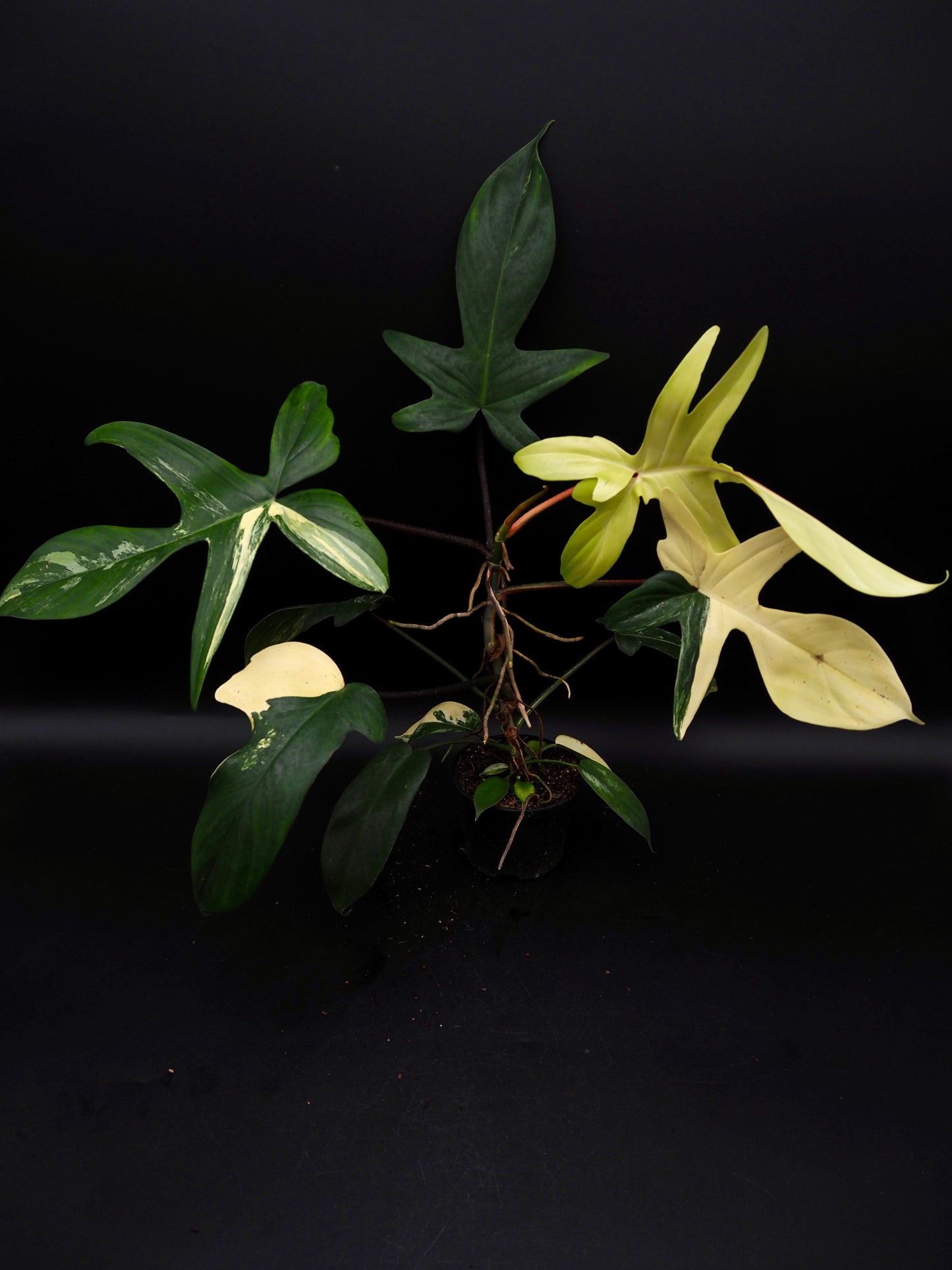 Philodendron Florida Beauty