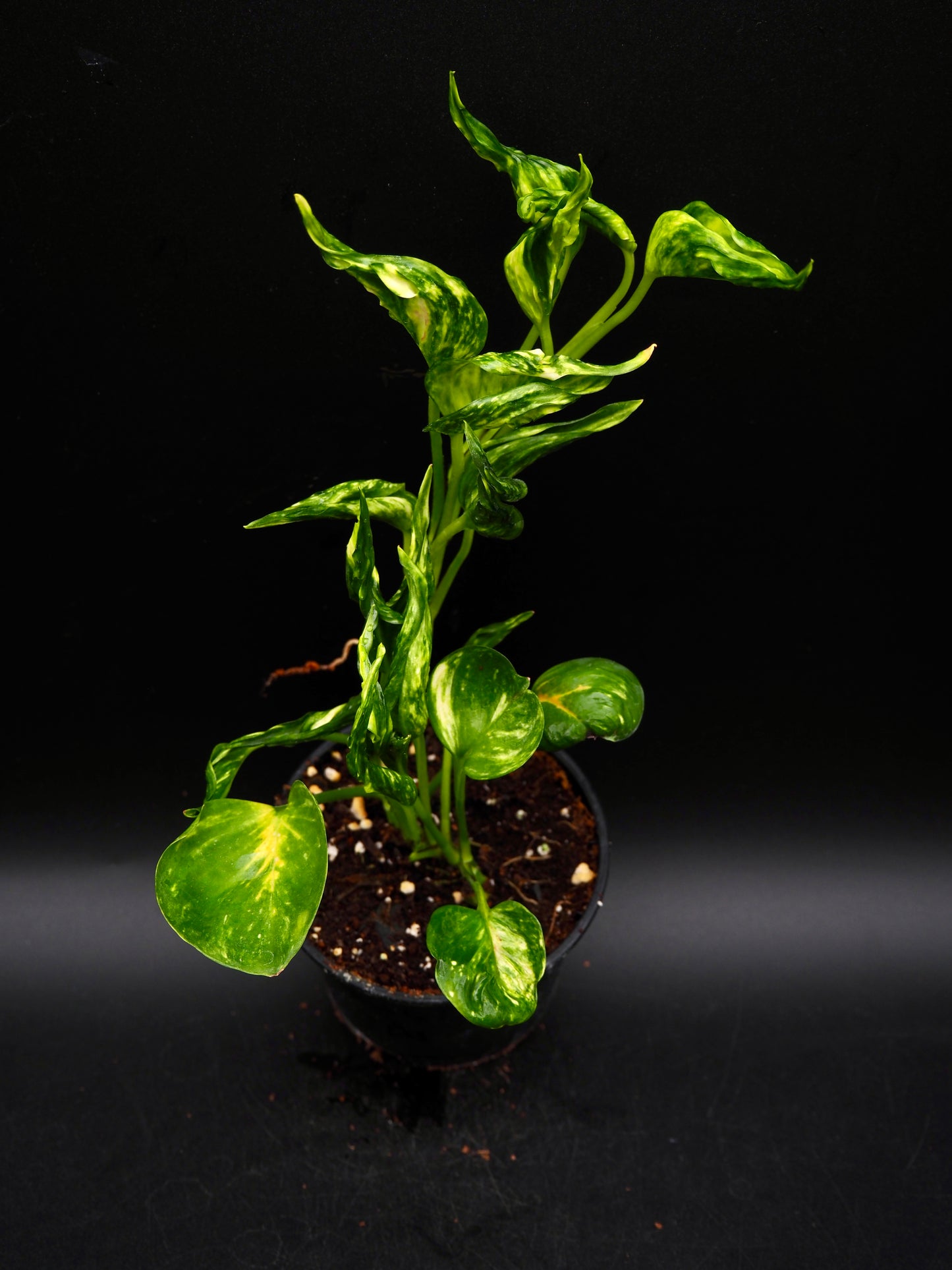 Epipremnum aureum Shangri La Variegata