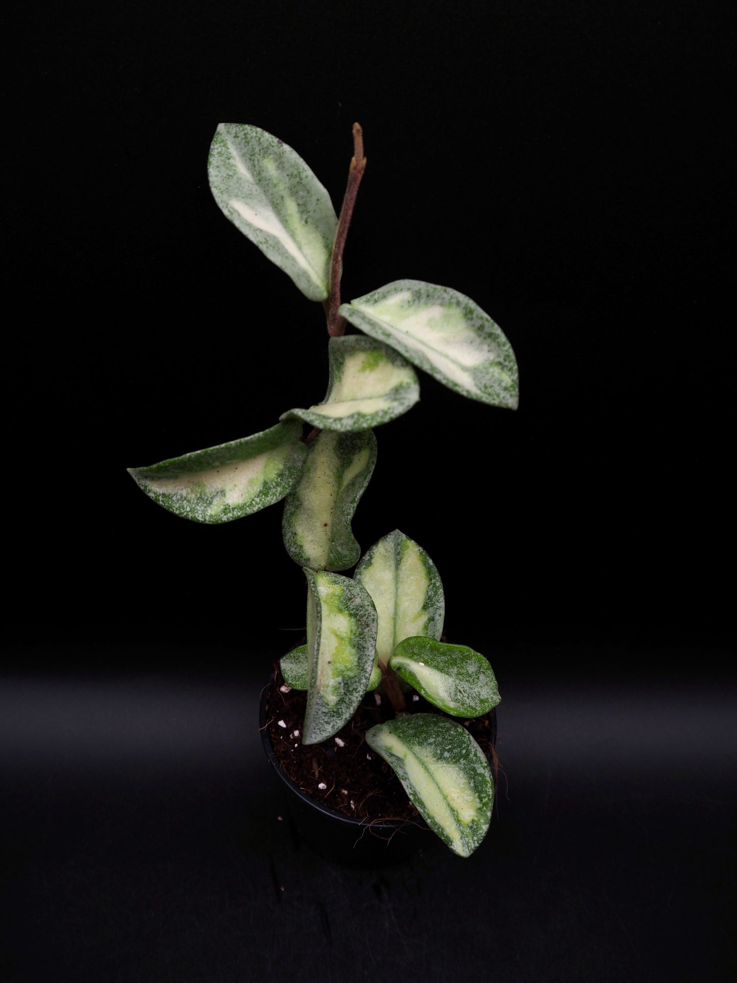 Hoya Argentea Princess