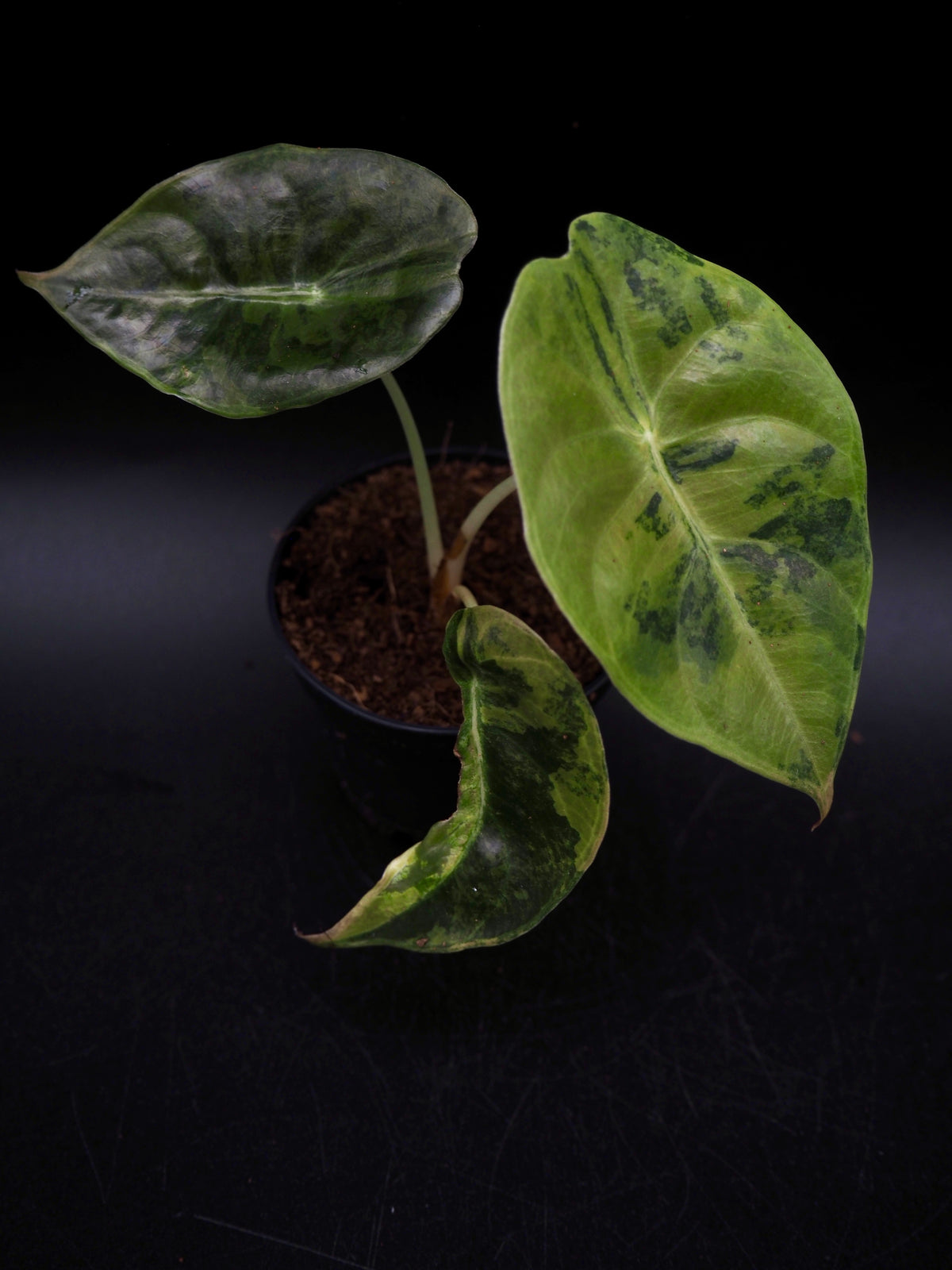 Alocasia Sedenii Aurea