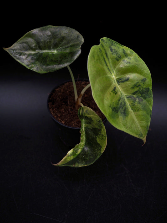 Alocasia Sedenii Aurea