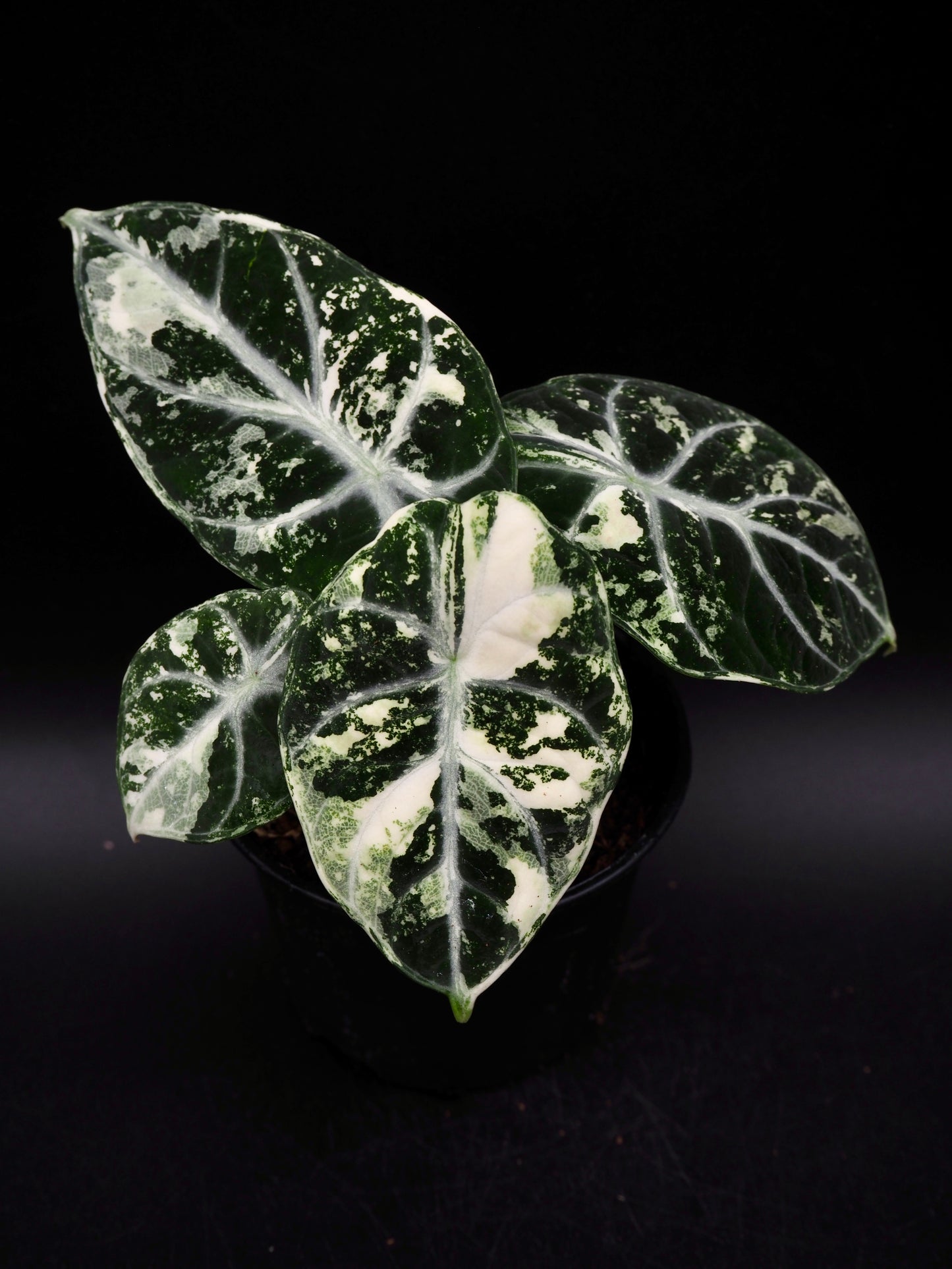 Alocasia Ninja Albo