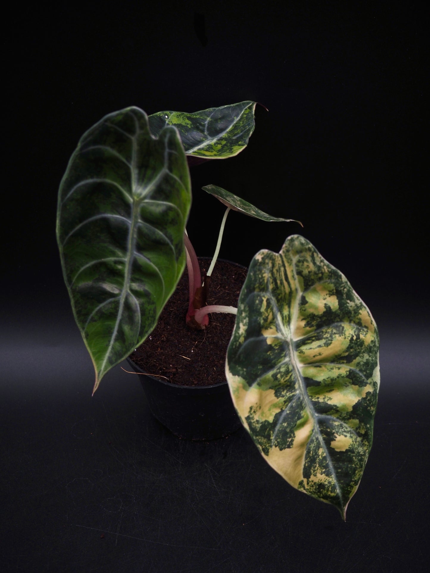 Alocasia Sedenii Aurea