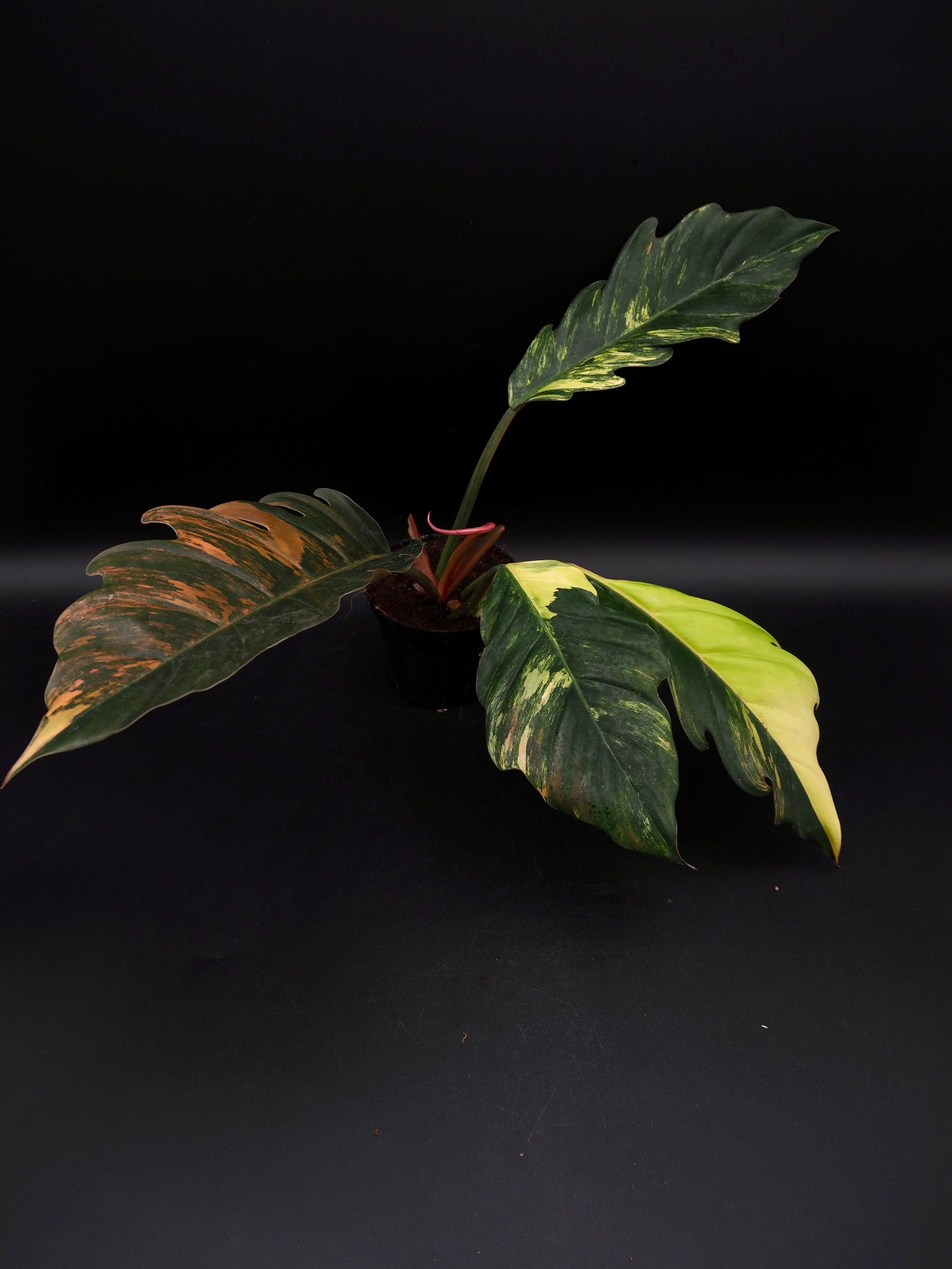 Philodendron Marbre Caramel