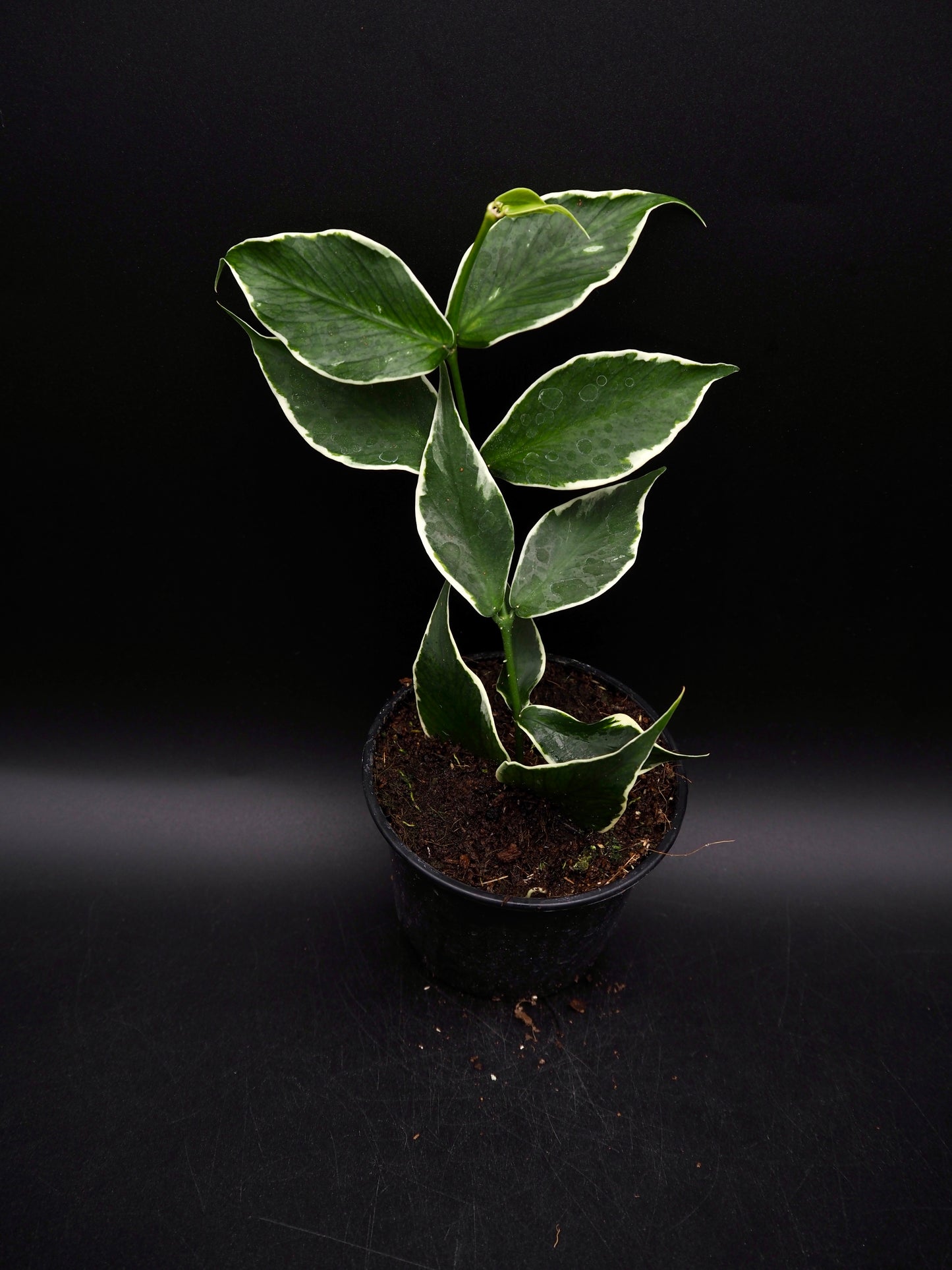 Hoya Polyneura Variegata