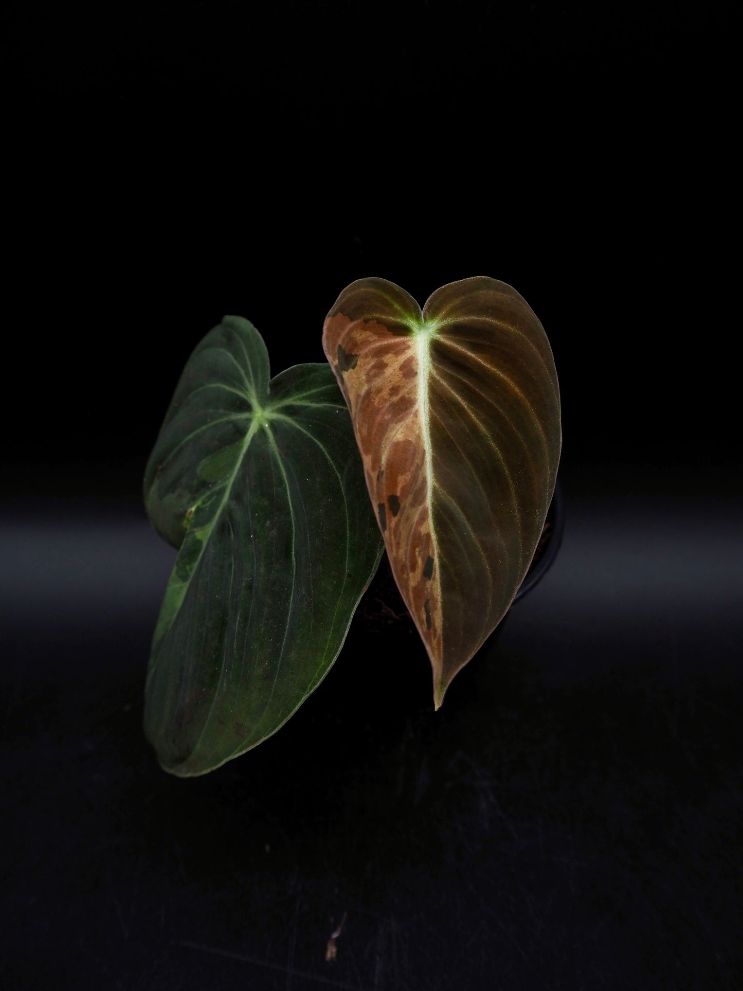 Philodendron Melanochrysum Variegata