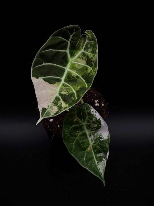 Alocasia Watsoniana Doff Albo/Pink