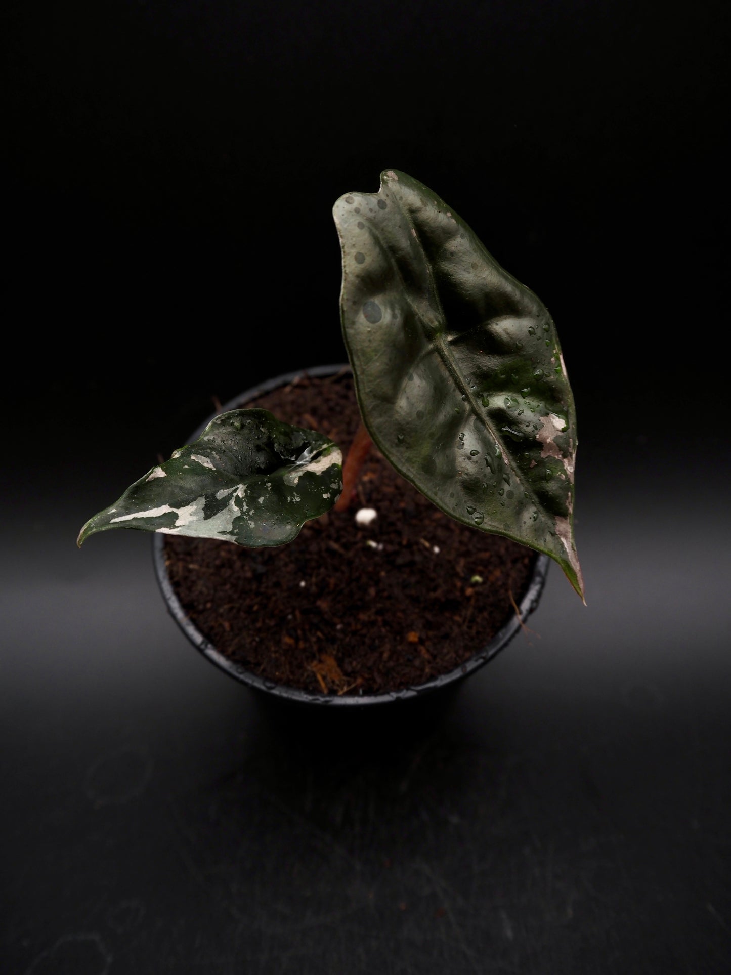 Alocasia Chantrieri Pink