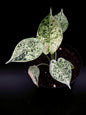 Alocasia Dragon Scale Mint Variegata