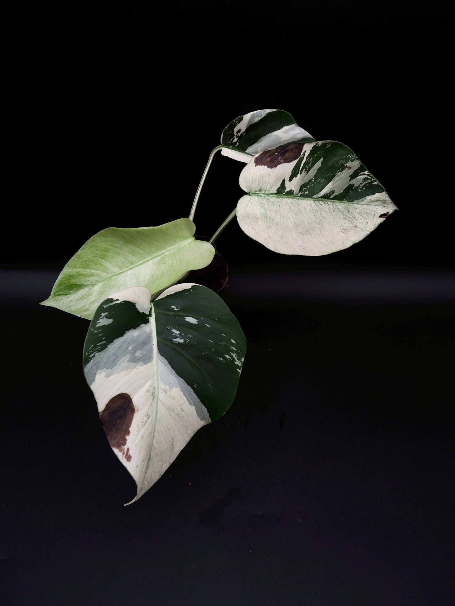 Monstera Deliciosa Jungle Menthe