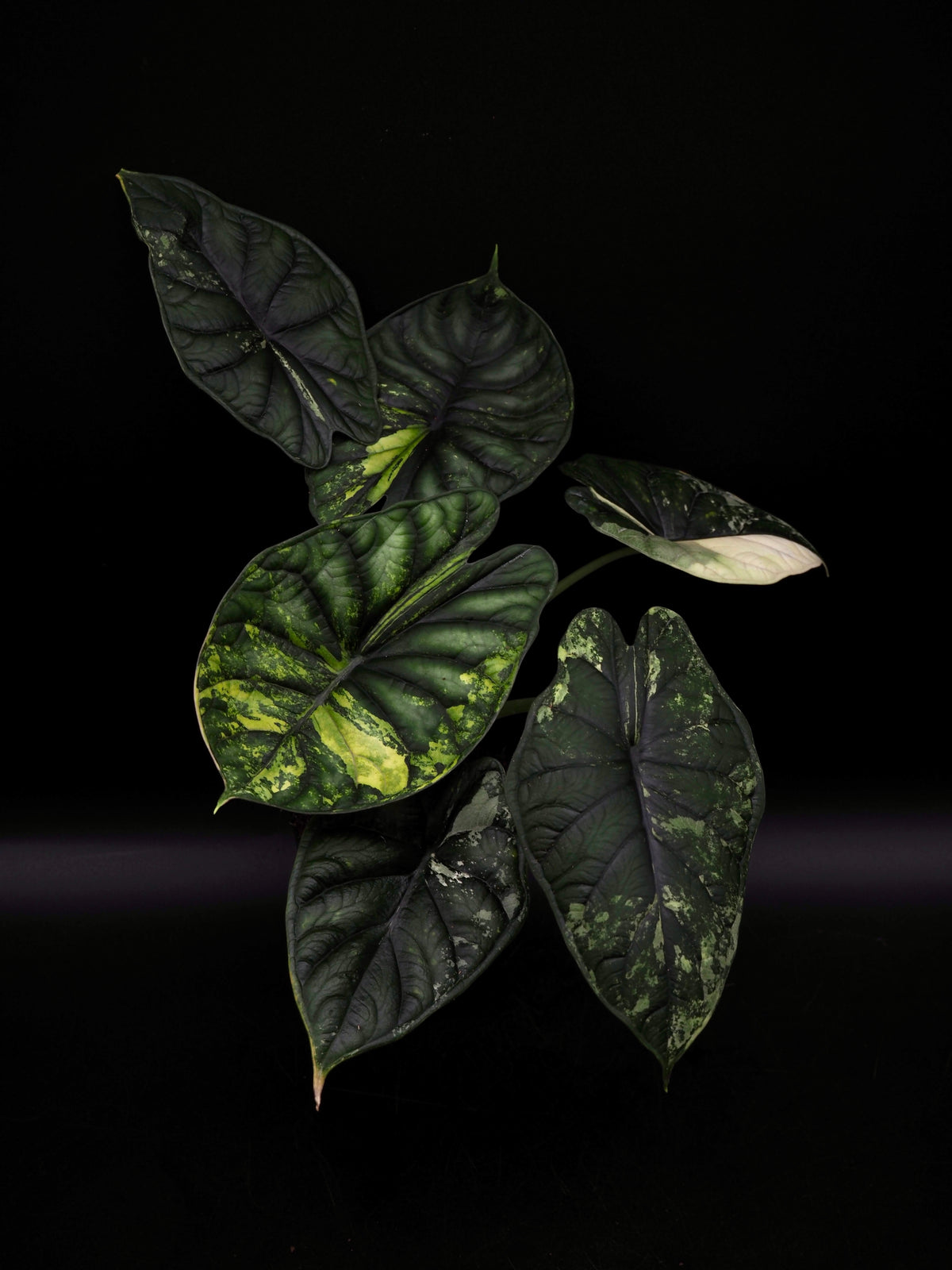 Alocasia Dragon Scale Albo Variegata