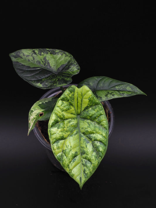 Alocasia Sinuata Variegata