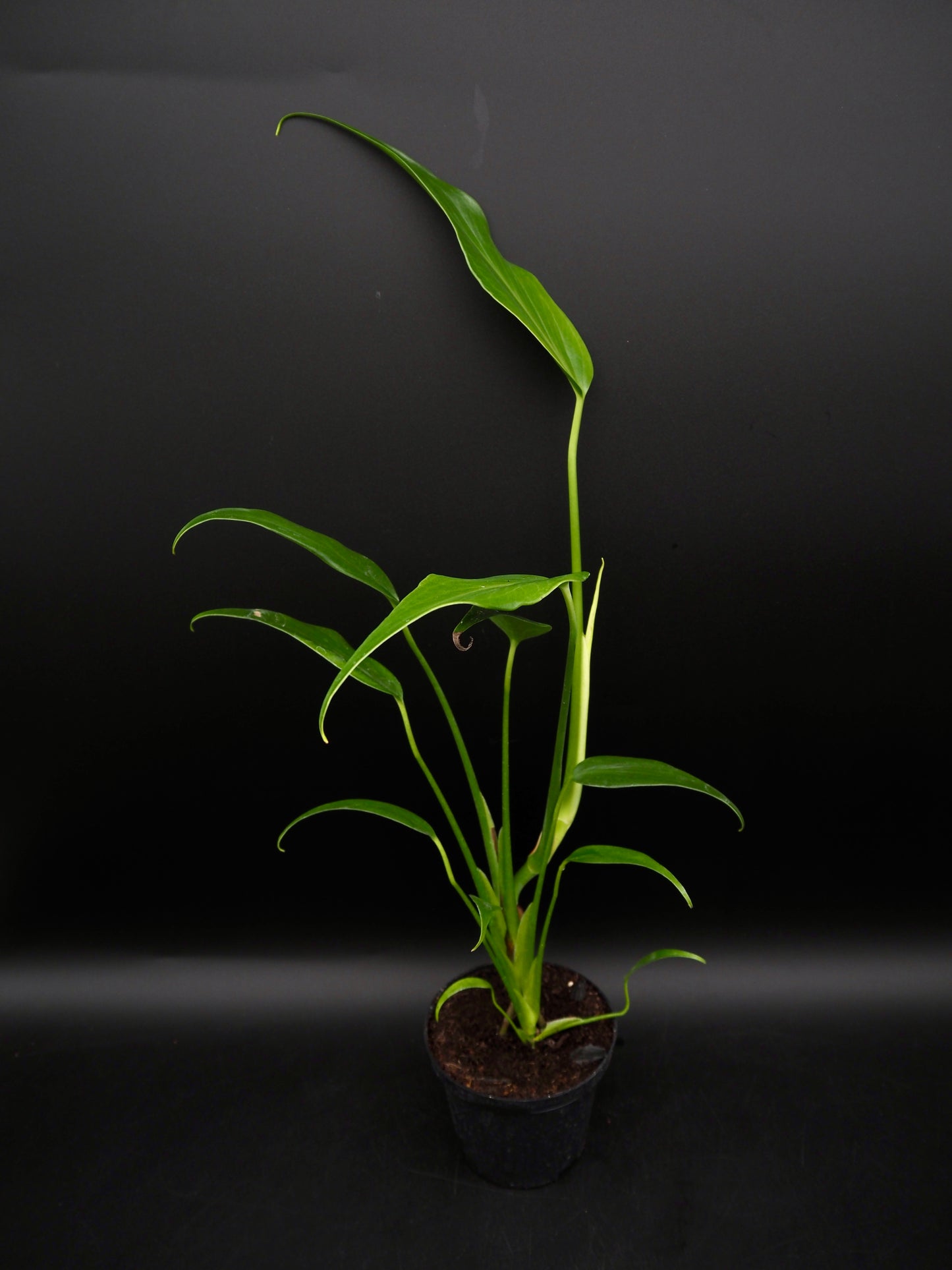 Monstera Burle Marx Flame