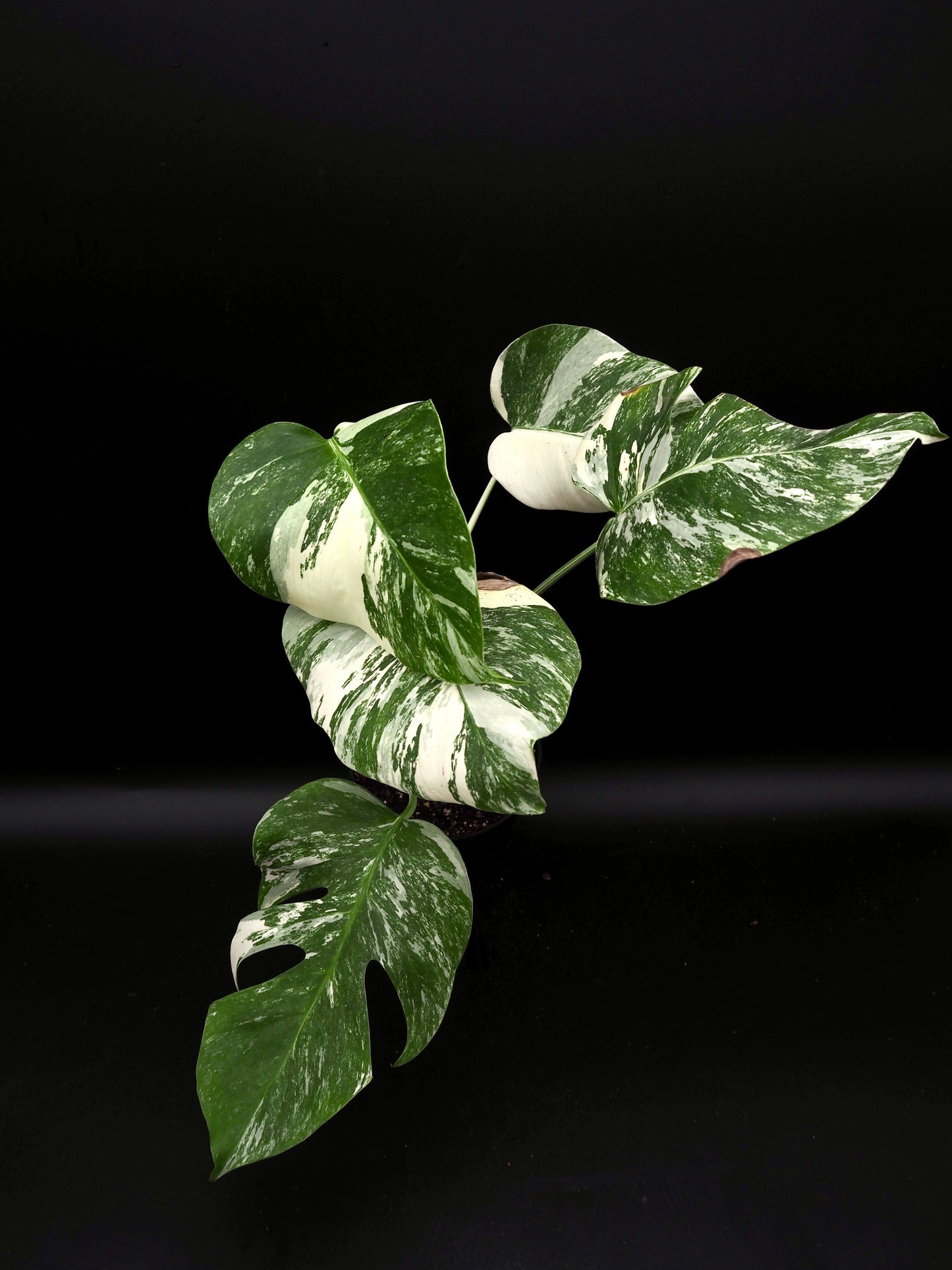 Monstera Borsigiana Albo Variegata