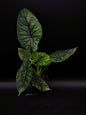 Alocasia Dragon Scale Mint Variegata