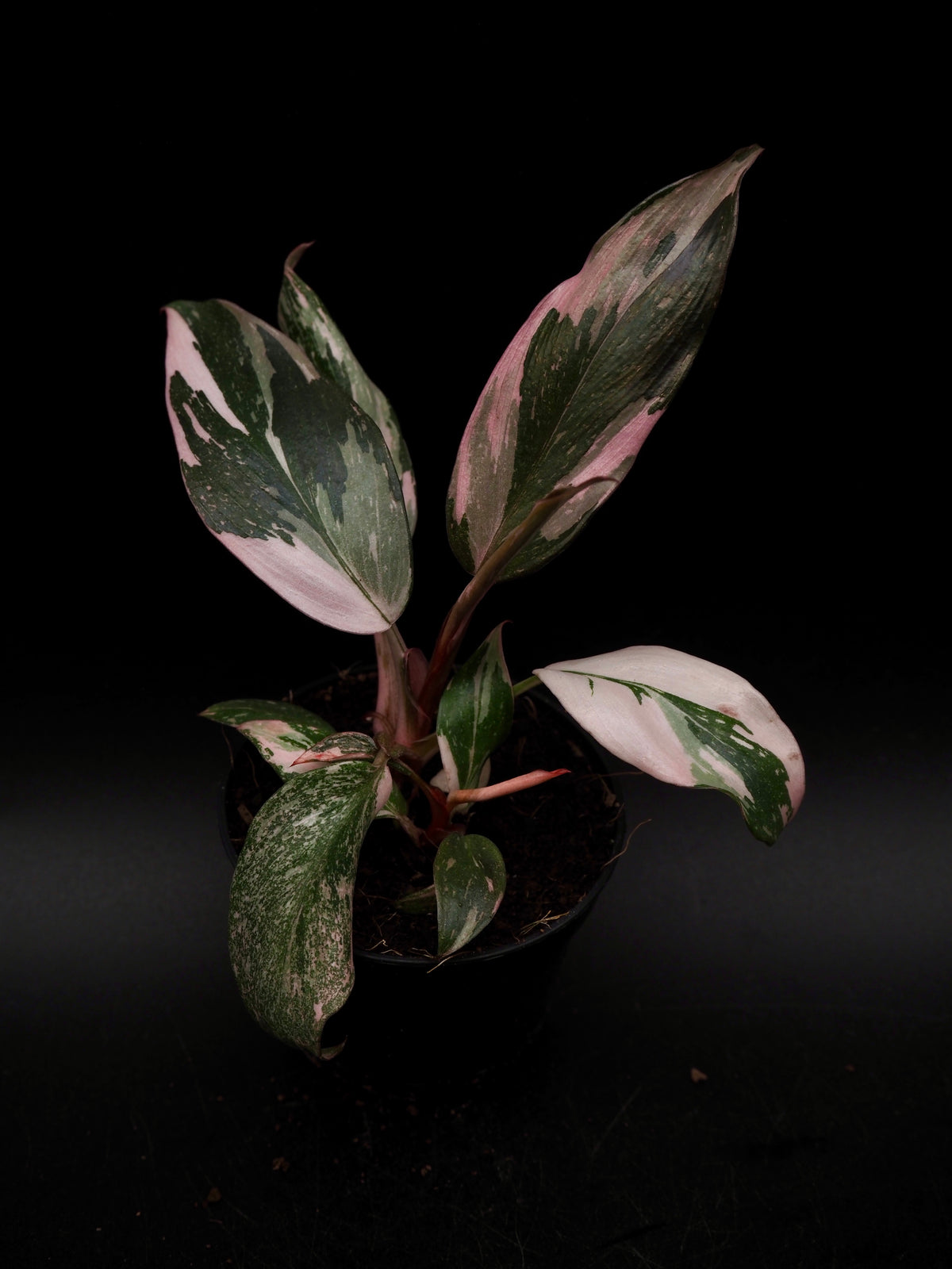 Philodendron Pink Princess Galaxy
