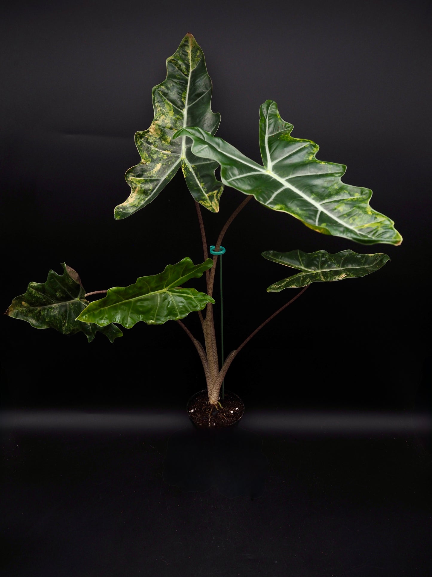 Alocasia Pseudo Sanderian Aurea