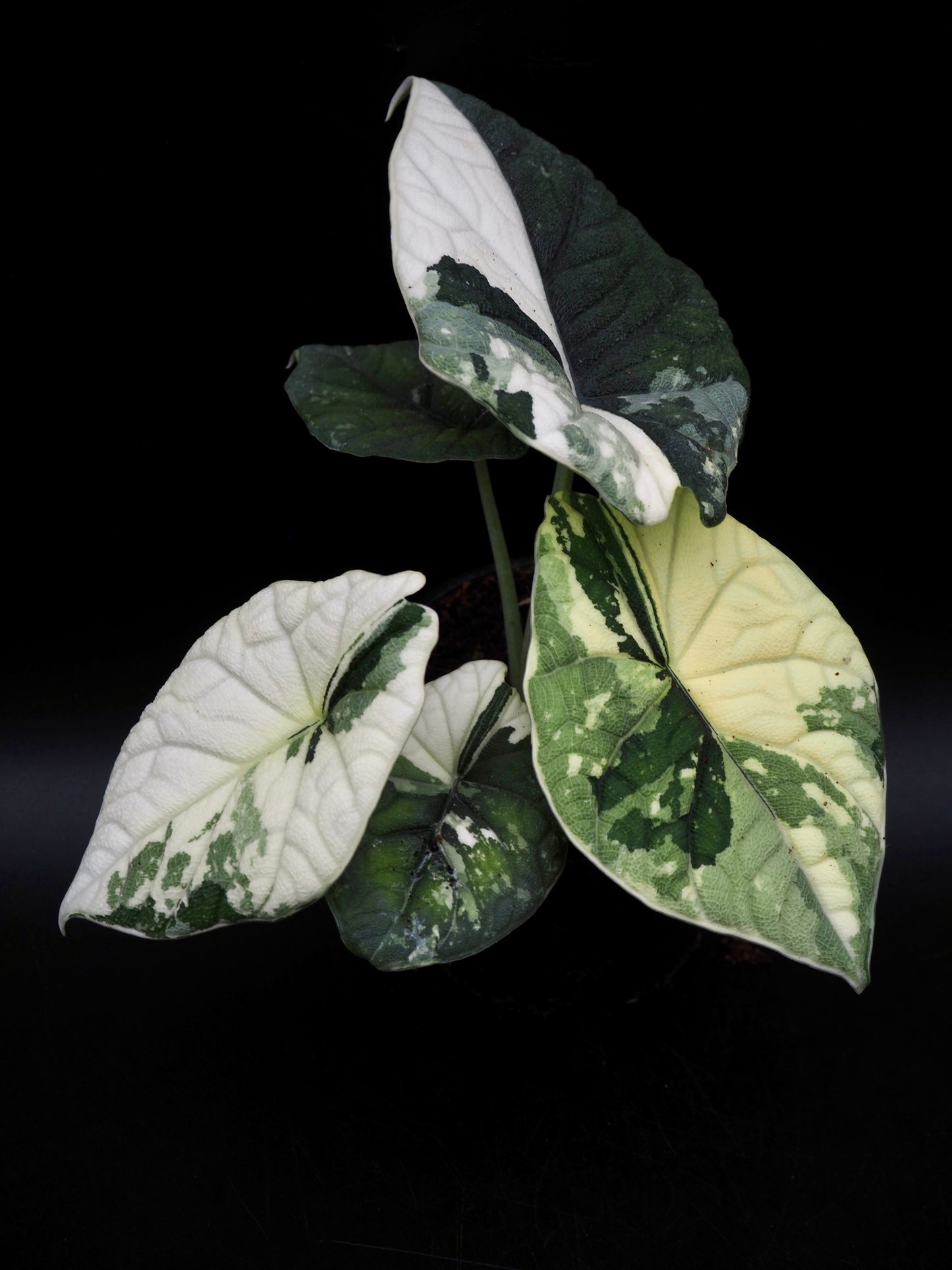 Alocasia Melo Albo