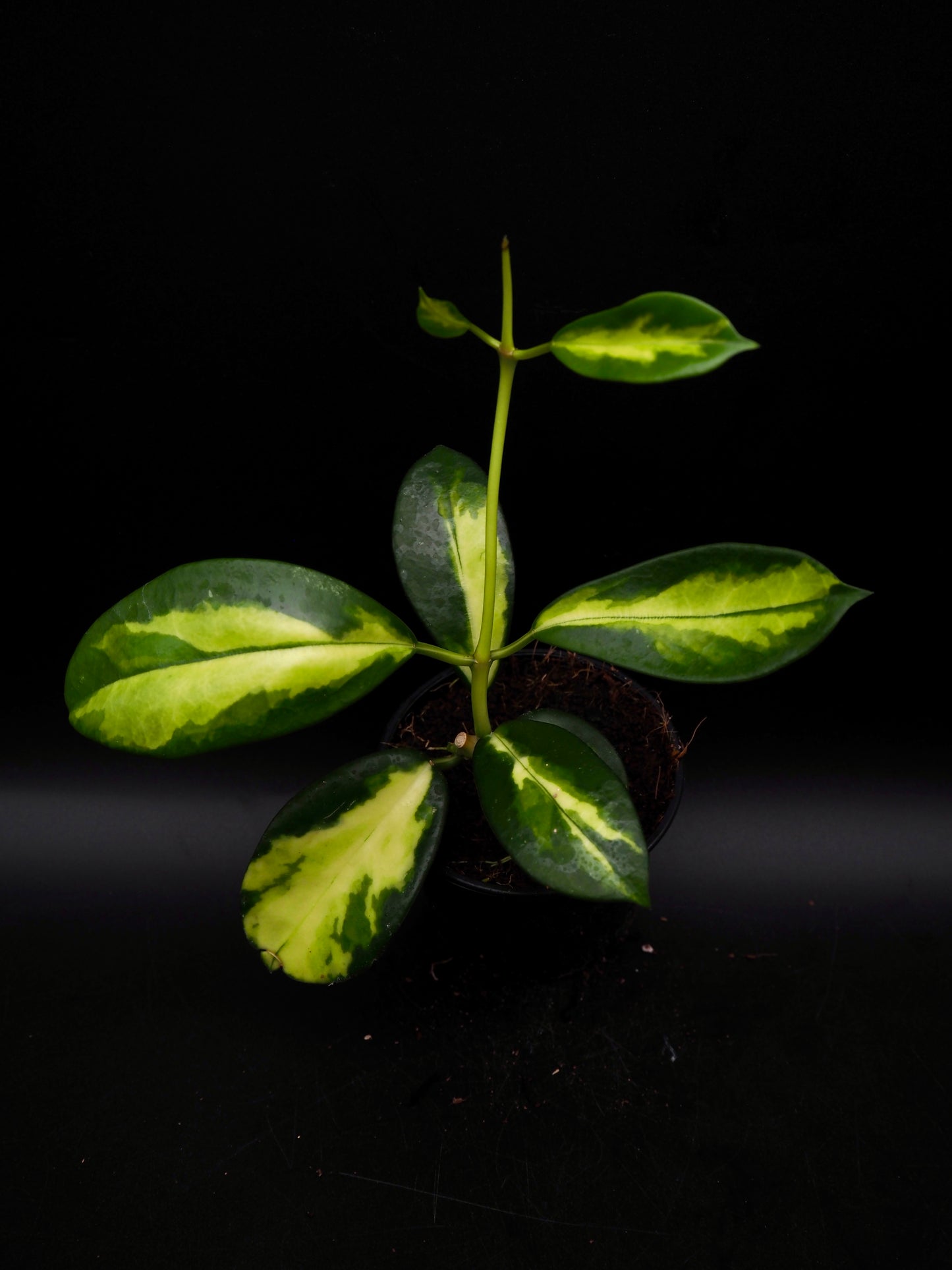 Hoya Maharani Variegata