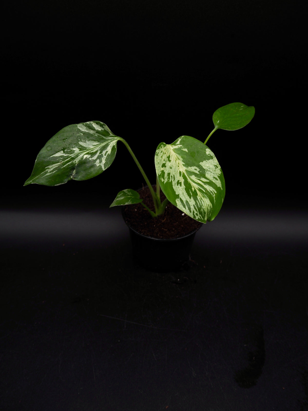Monstera Bulbasaur