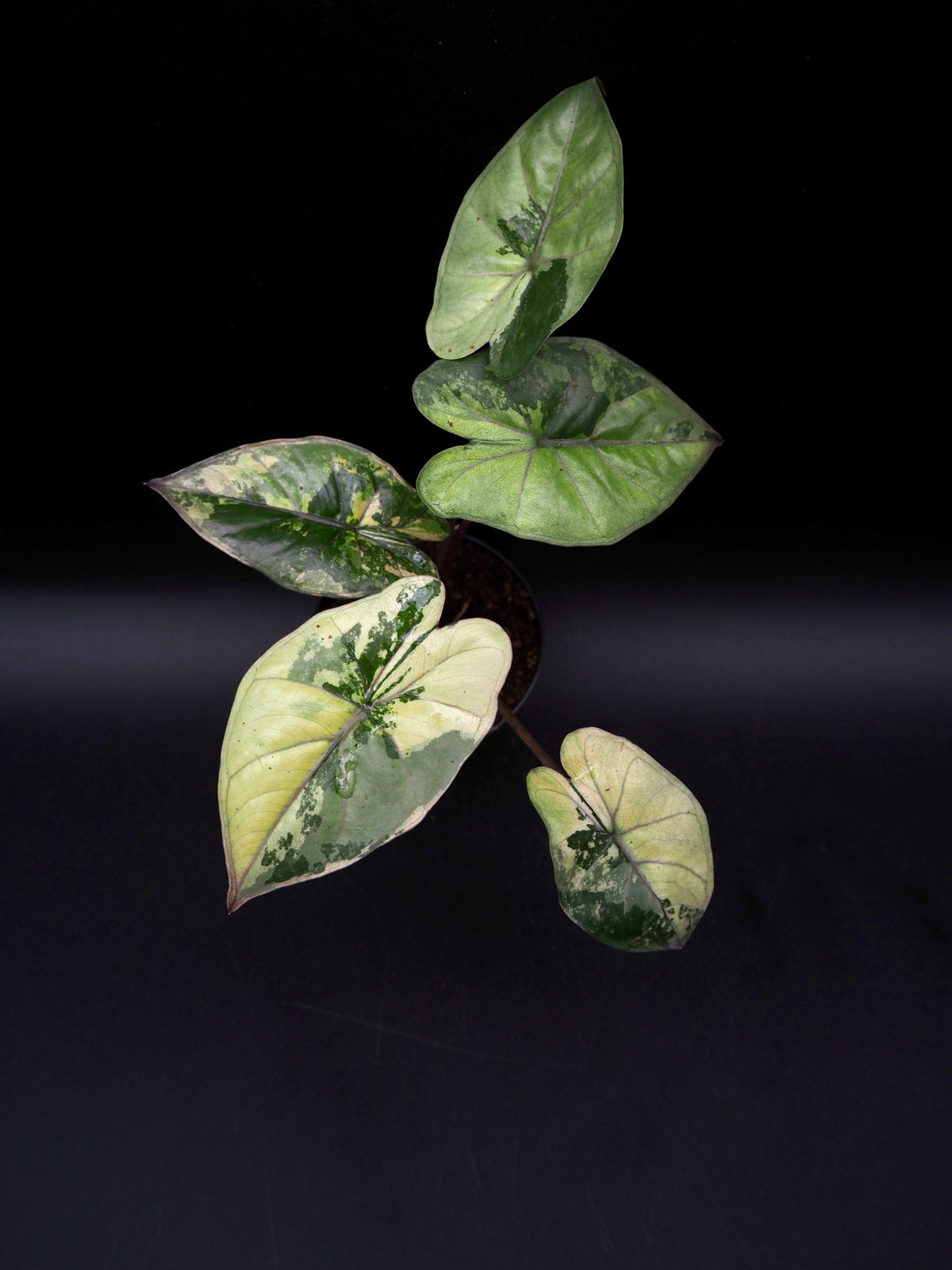 Alocasia Yucatan Princess Pink