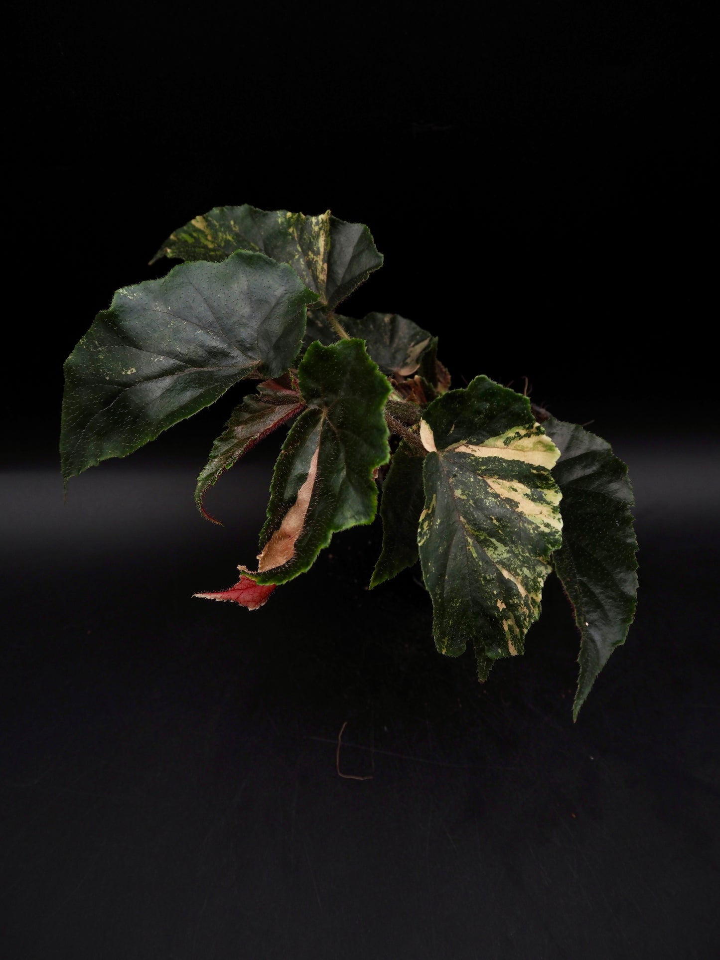 Begonia Ginny Galaxy