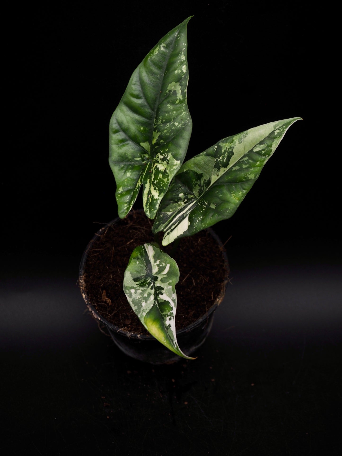 Alocasia Simpo Albo