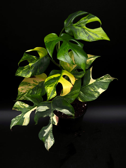 Rhaphidophora Tetrasperma Aurea Variegata