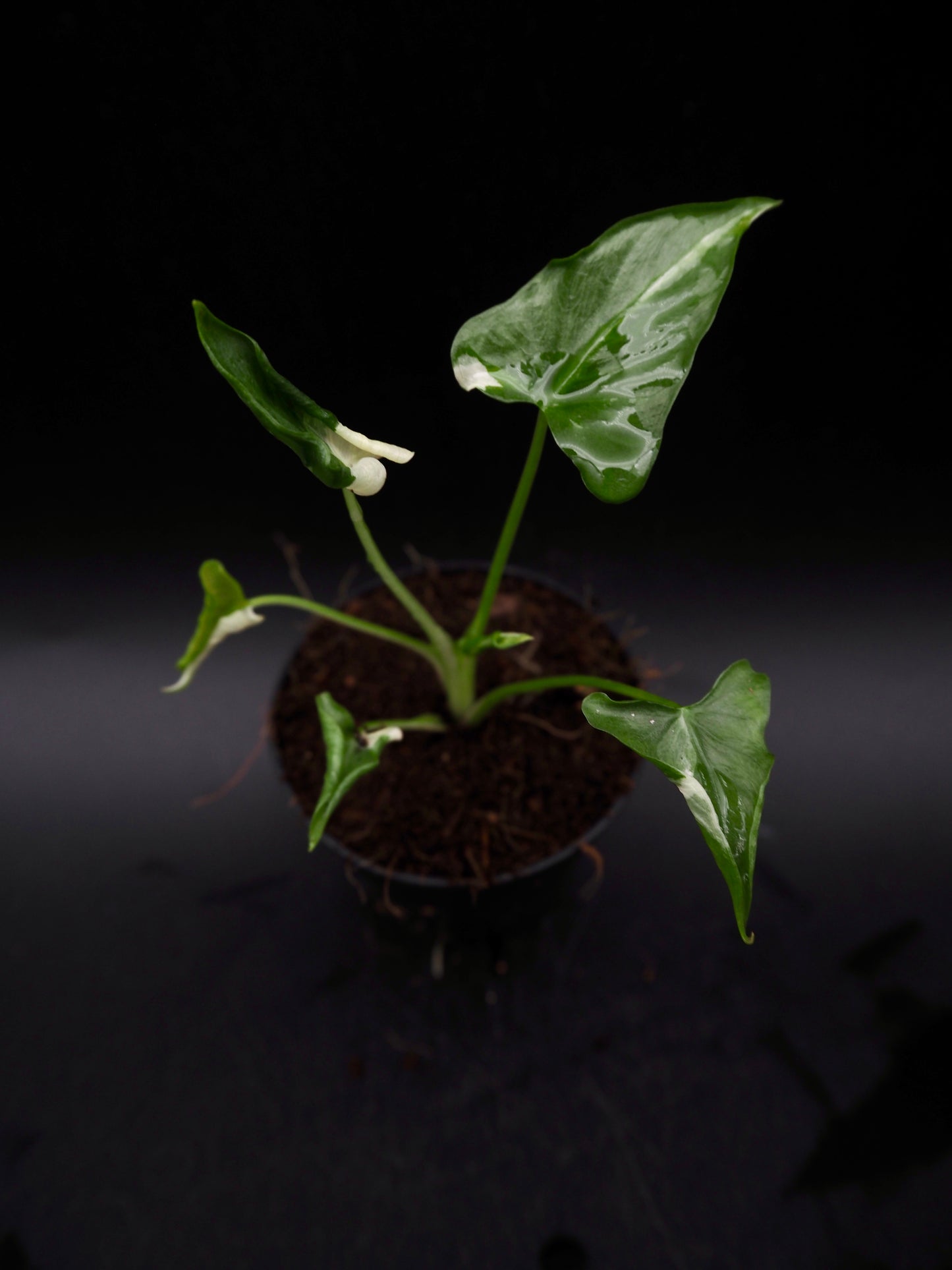 Alocasia Triangularis Albo