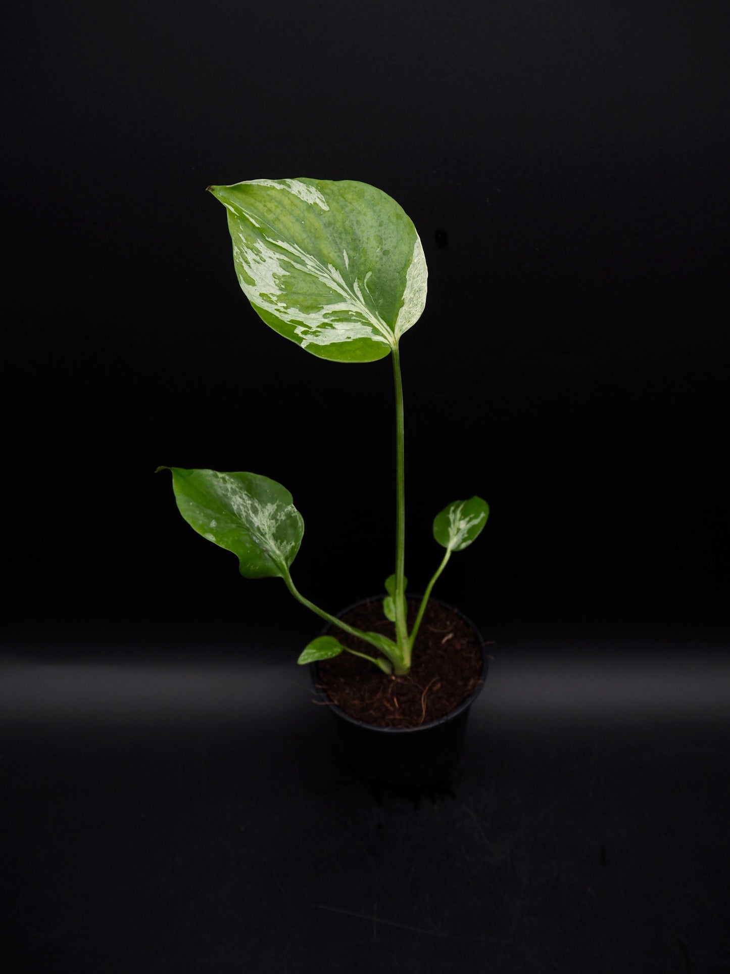 Monstera Bulbasaur