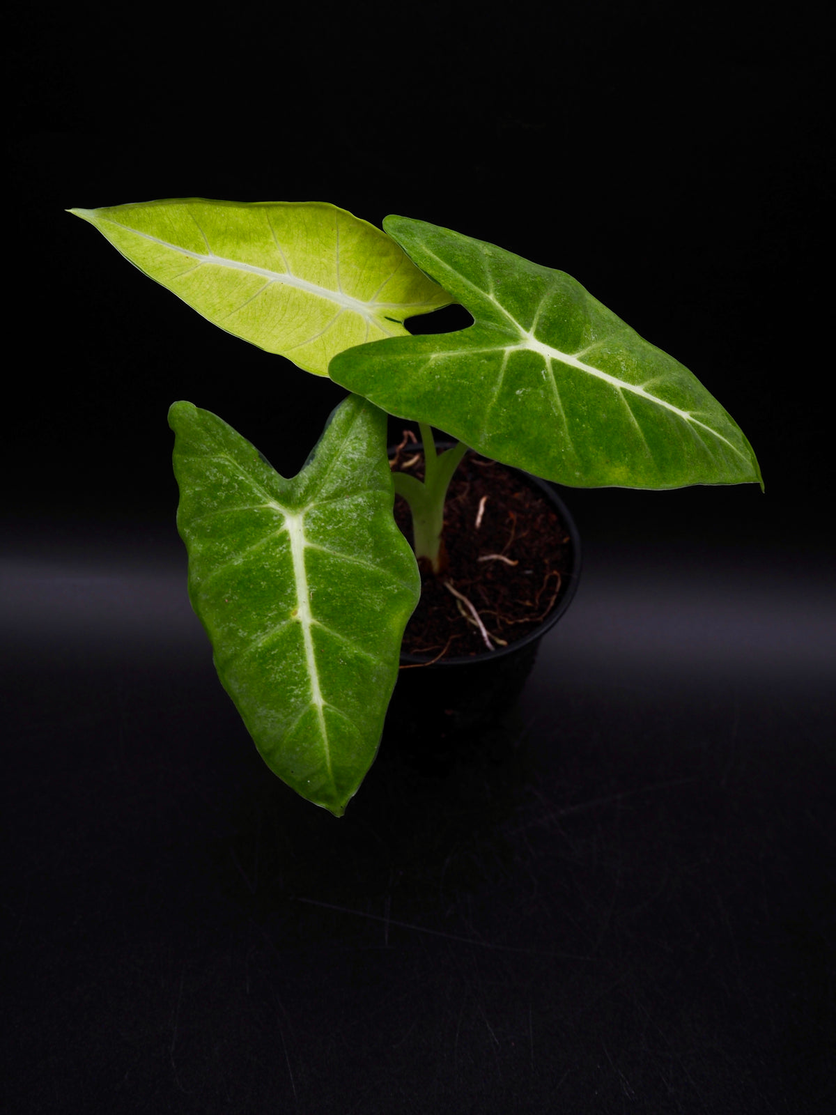 Alocasia Frydek Mint