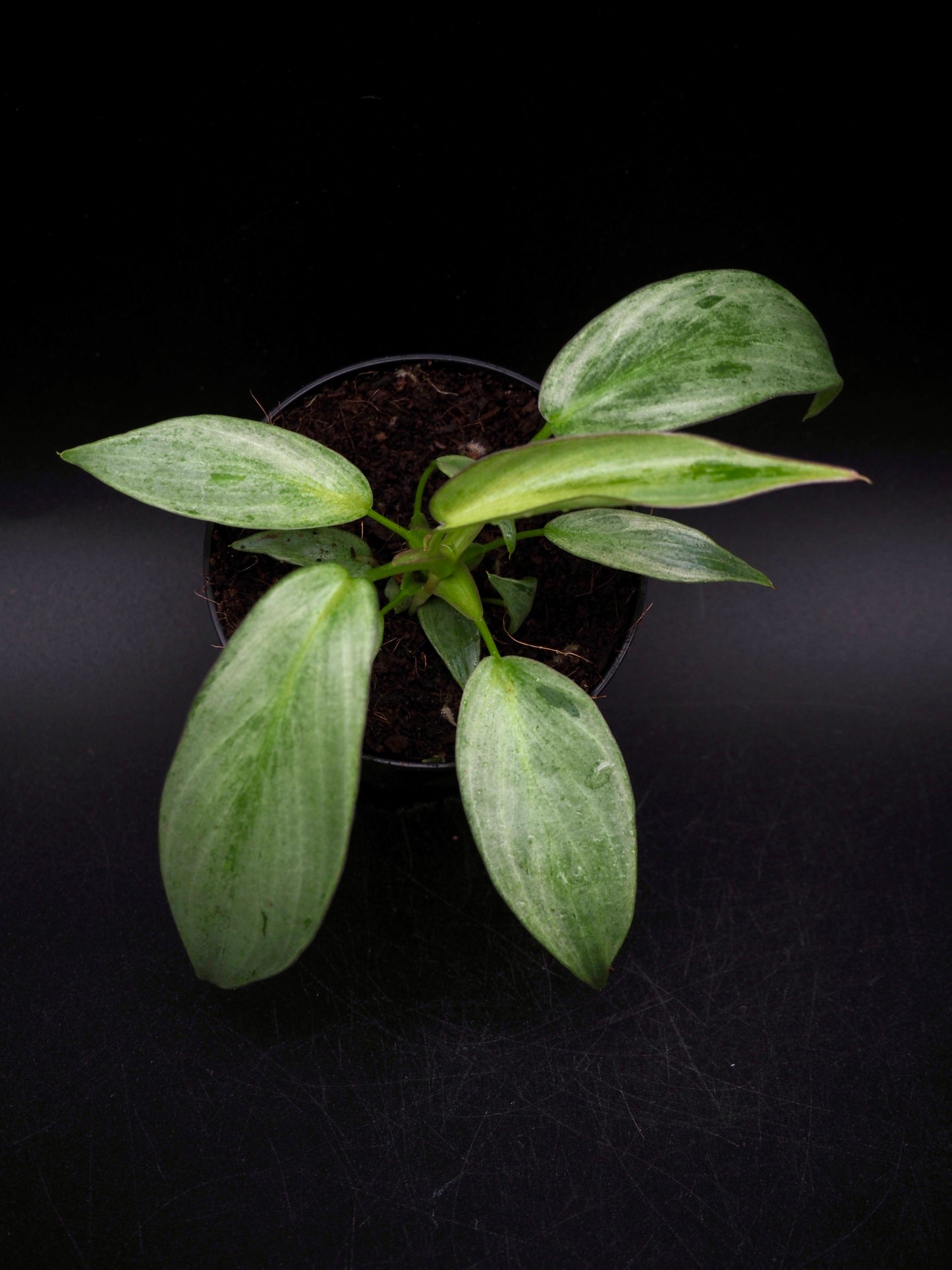 Philodendron Longliobatum Variegata