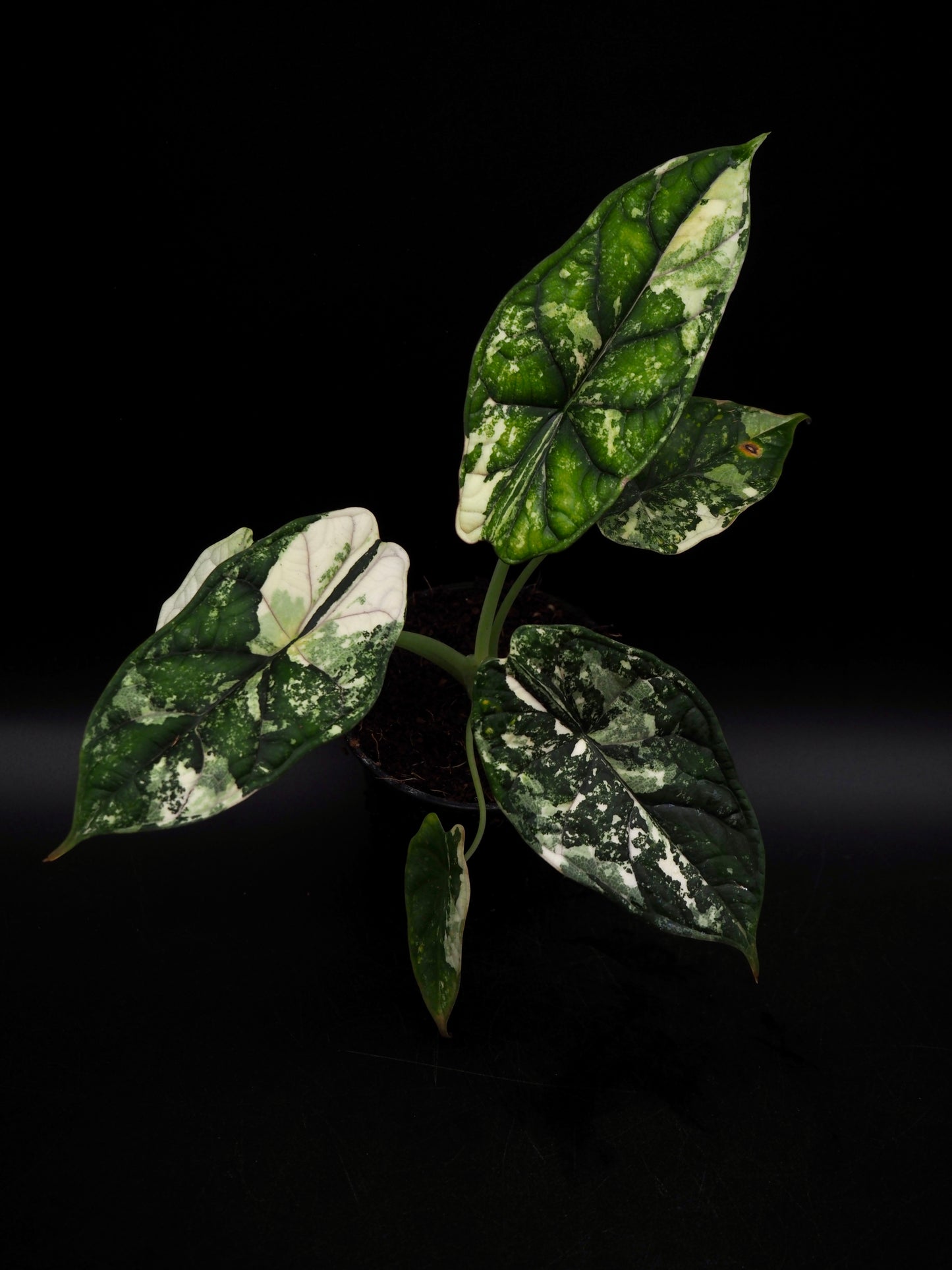 Écaille de dragon Alocasia Albo Variegata