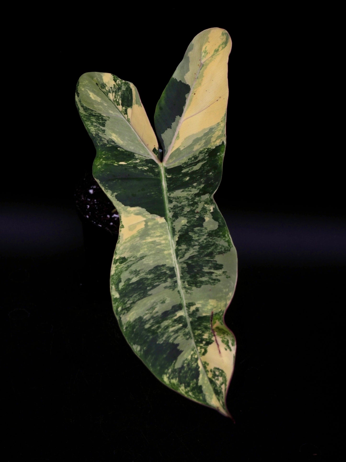 Philodendron Florida Beauty x Billitiea (Jennifer)