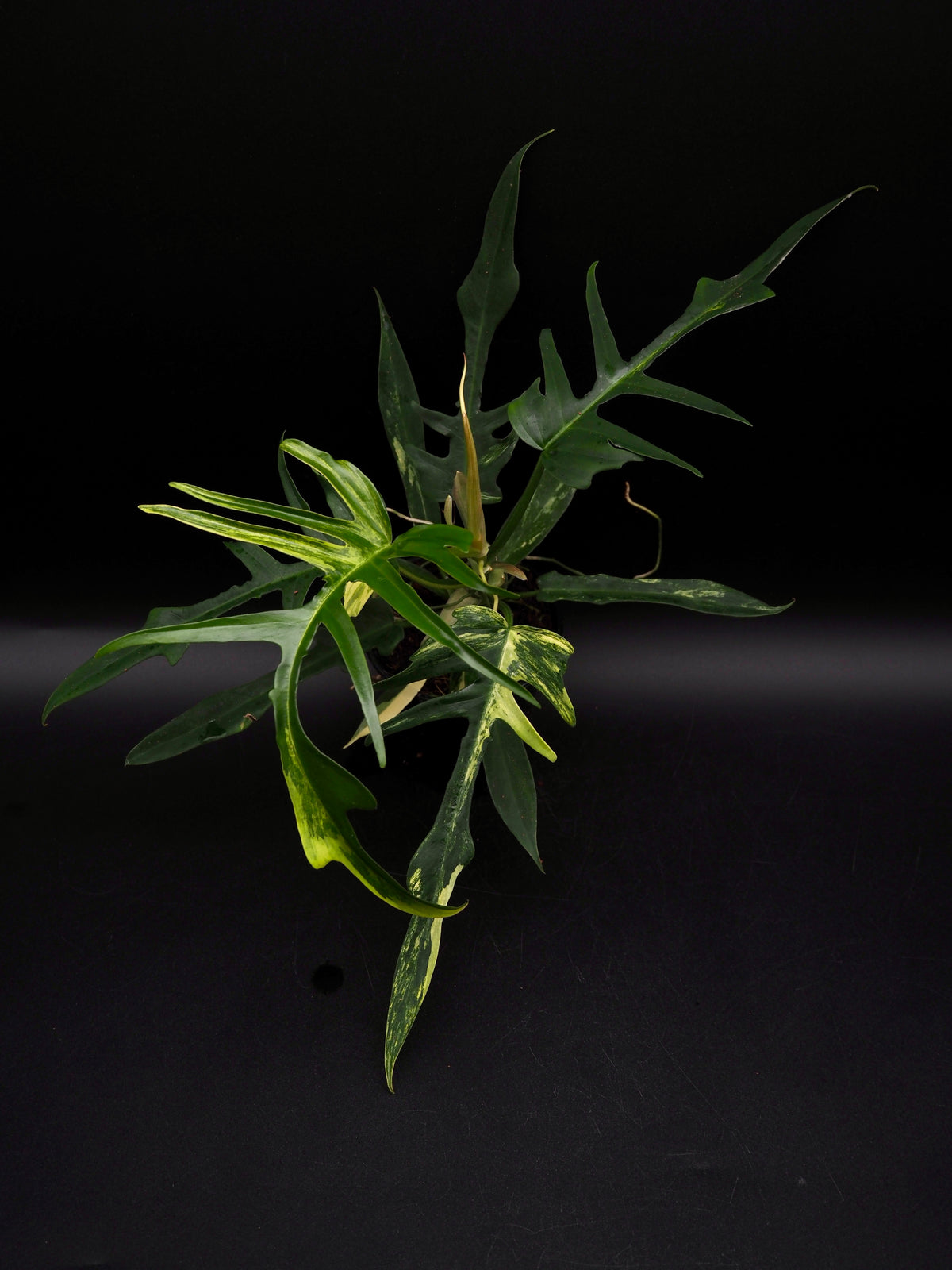 Philodendron Florida Beauty X Tortum Aurea Variegata