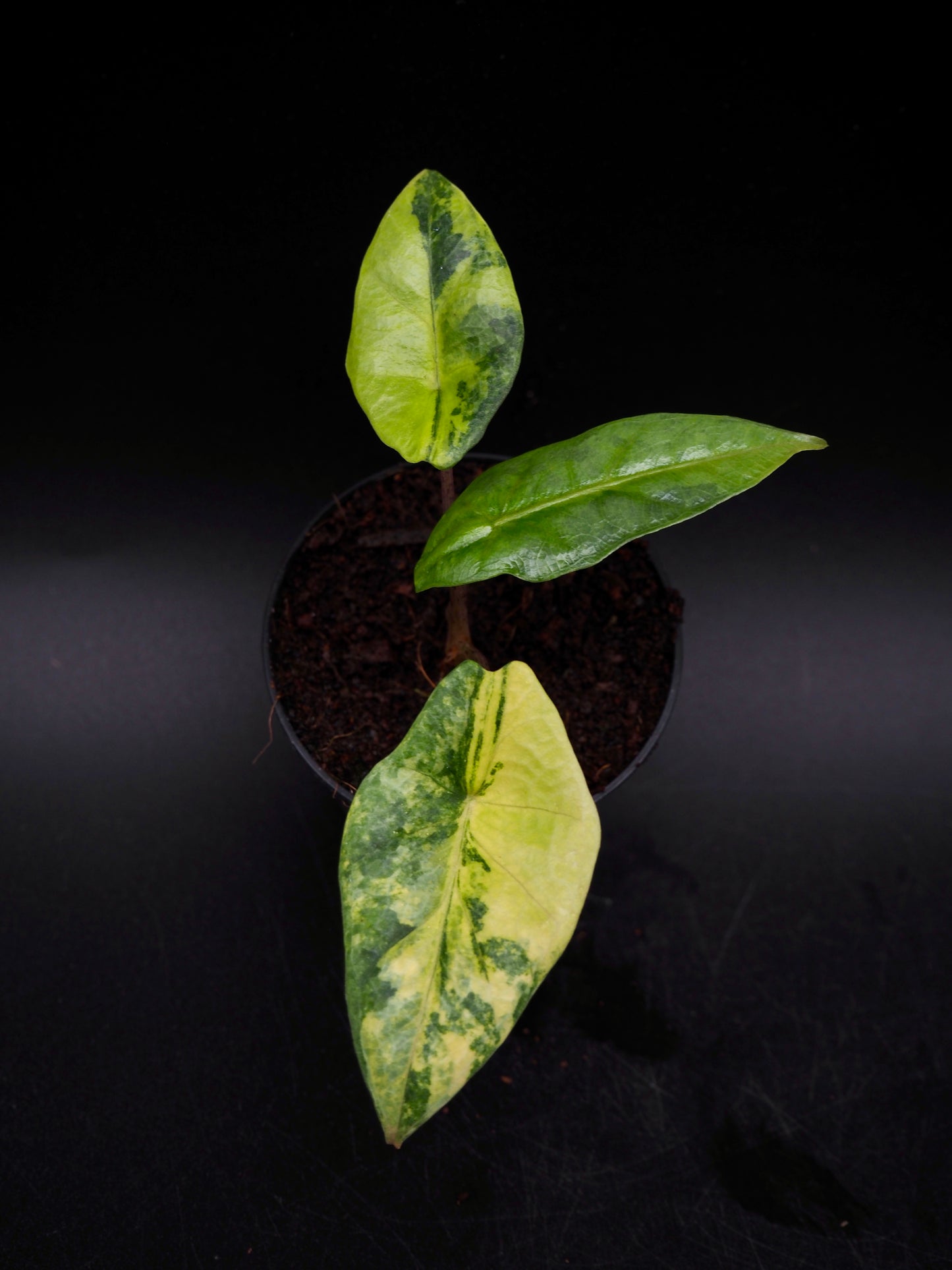 Alocasia Heterophylla Dragon's Breath Aurea Variegata
