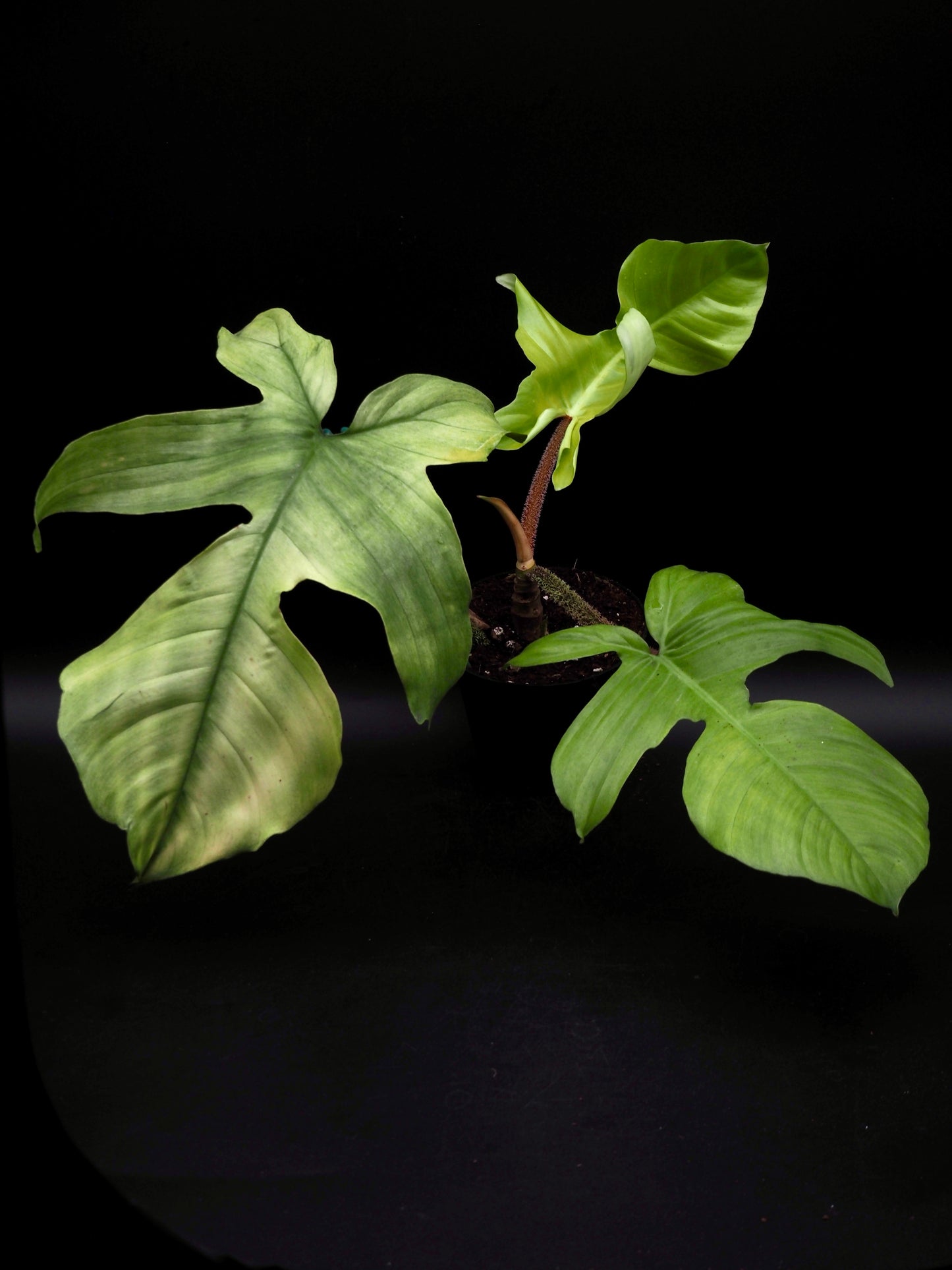 Philodendron Squamiferum Mint
