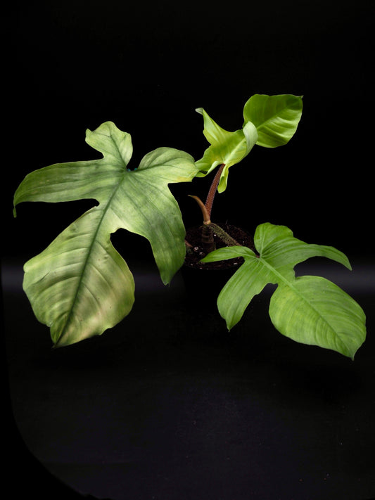 Philodendron Squamiferum Mint