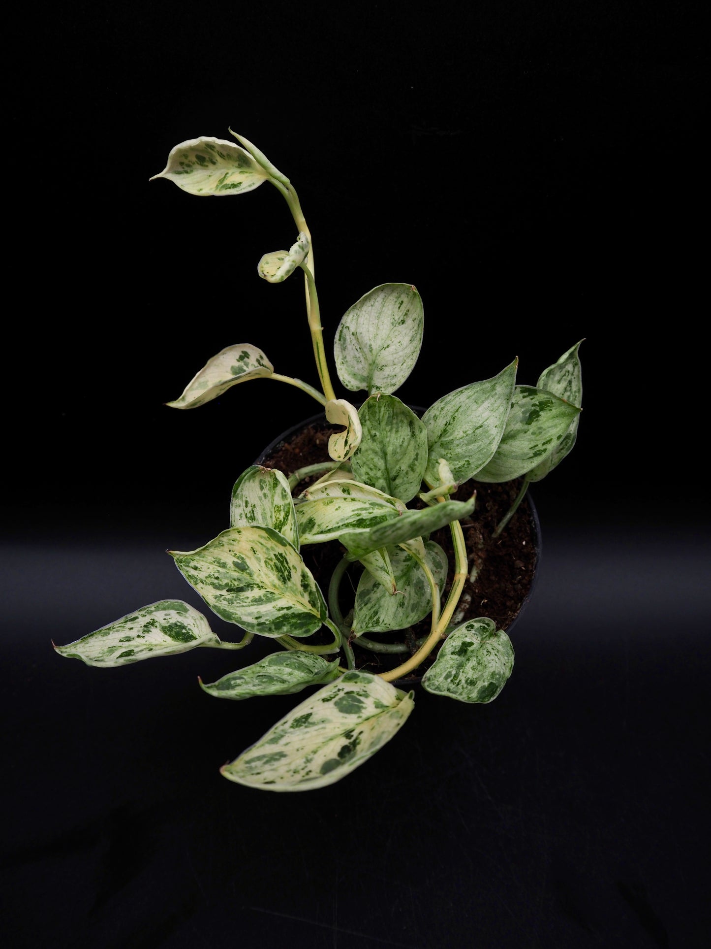 Scindapsus Jade Satin Marble