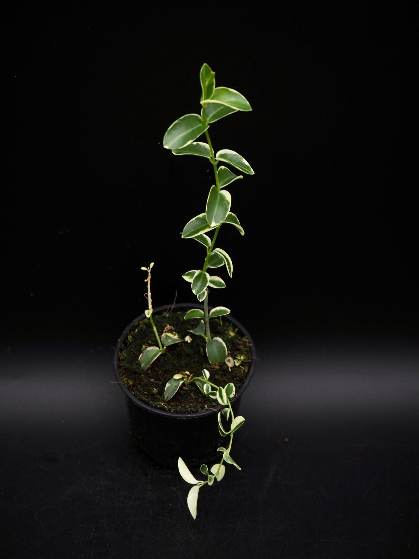 Hoya Cummingiana Variegata