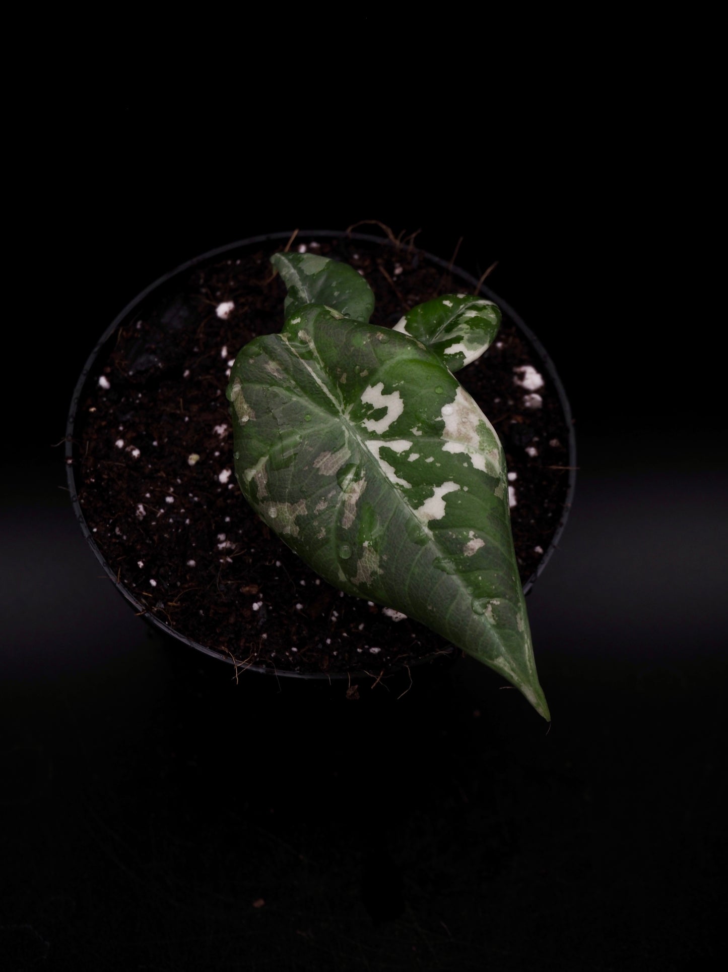 Alocasia Maharani Albo Variegata