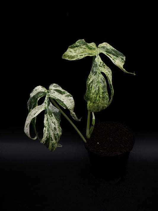 Amydrium Zippelianum Variegata