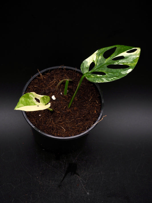 Monstera Laniata Variegata