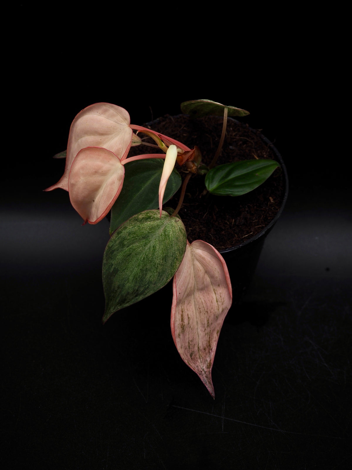 Philodendron Micans Pink Variegata
