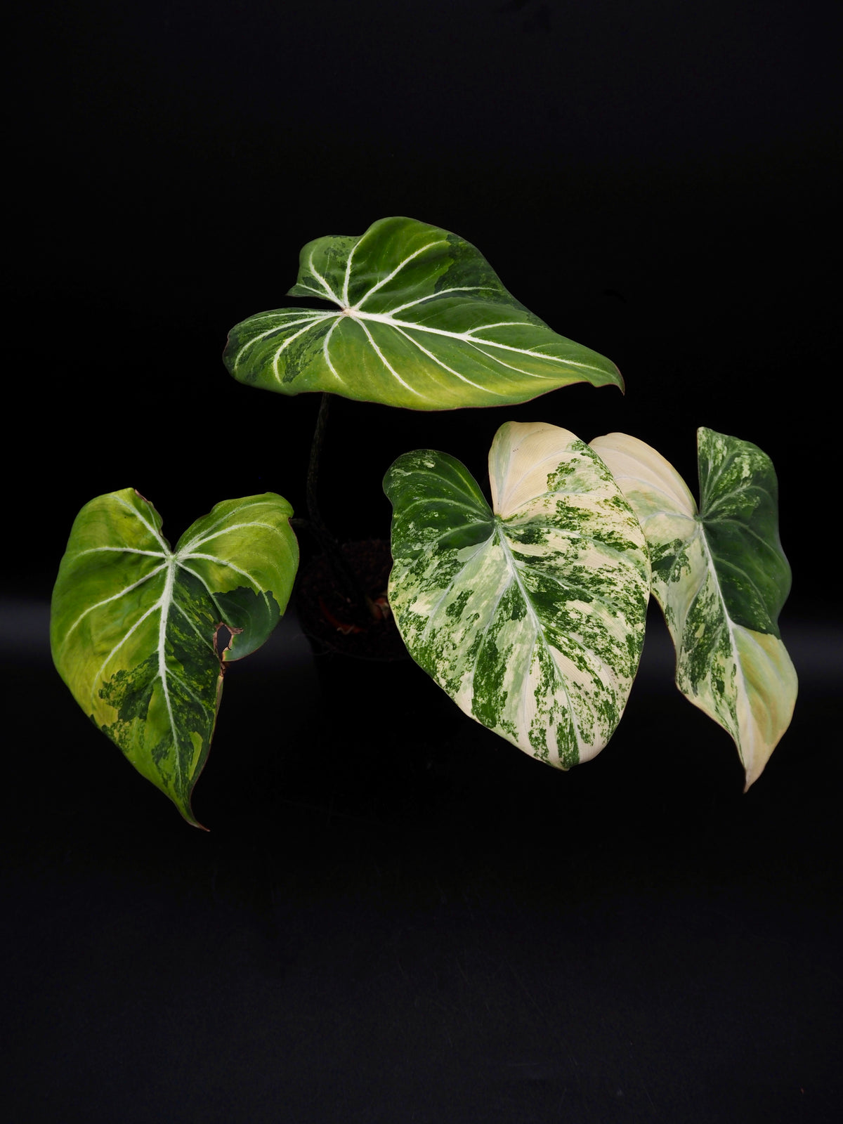 Philodendron Gloriosum Aurea