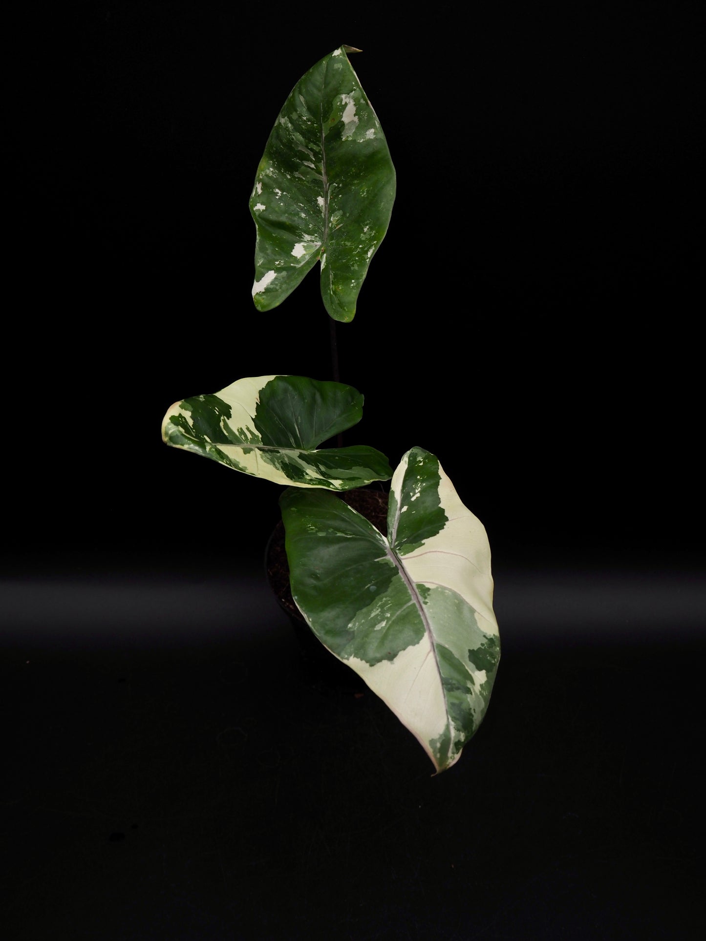 Alocasia Macrorrhiza Black Stem Variegata