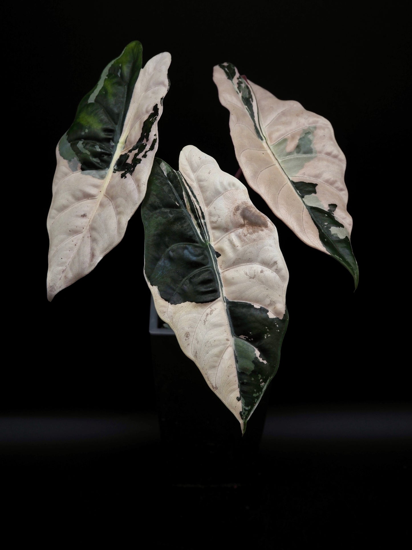 Alocasia Chantrieri Pink Variegata Hydro Line