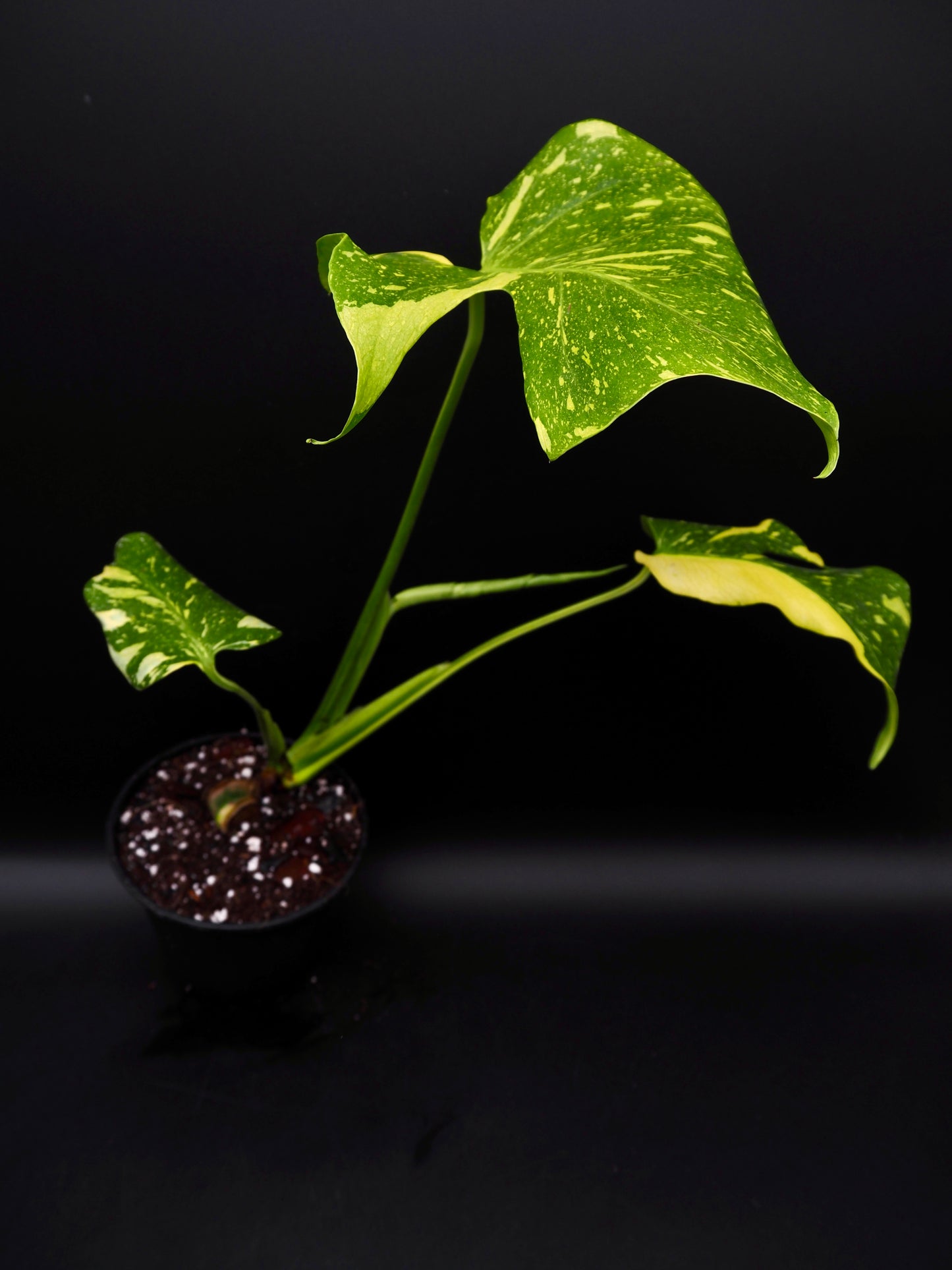Monstera Deliciosa Electrolyte