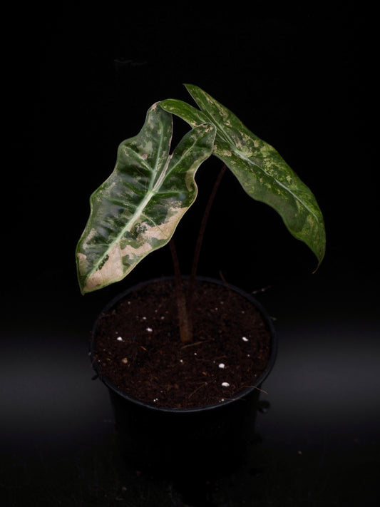 Alocasia Pseudo Sanderiana Pink