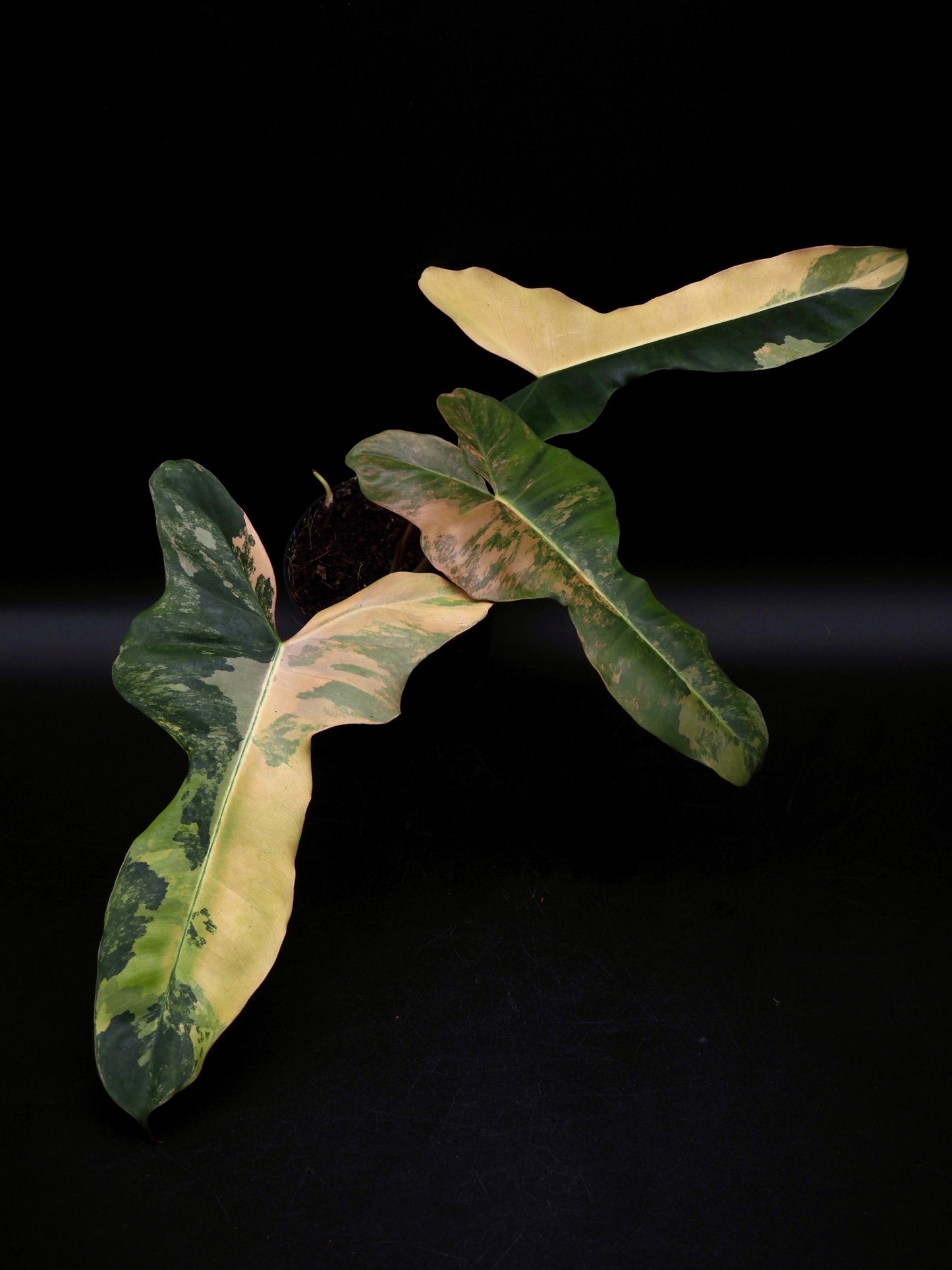 Philodendron Brown Beauty Black Billie X Flobe